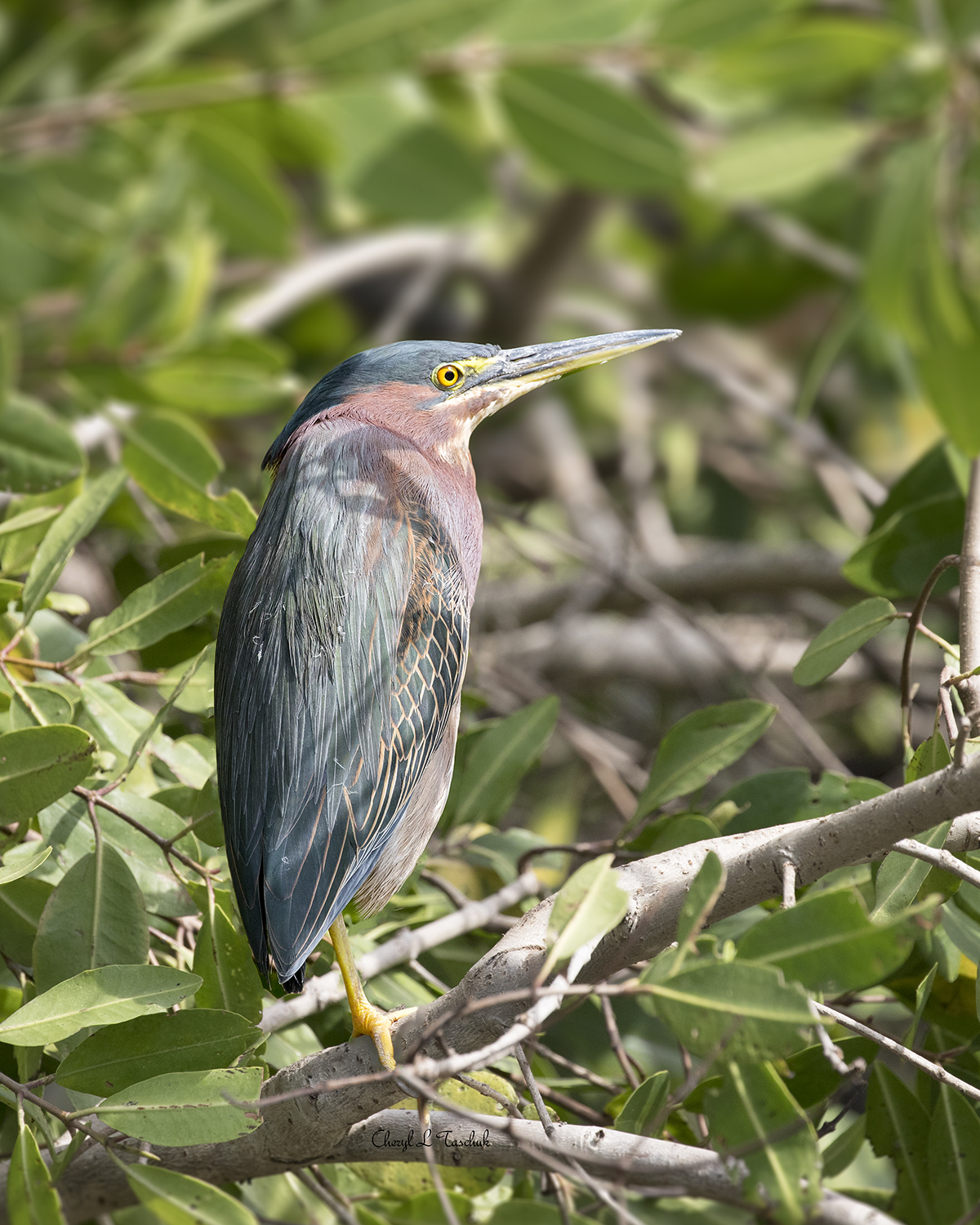 Green Heron