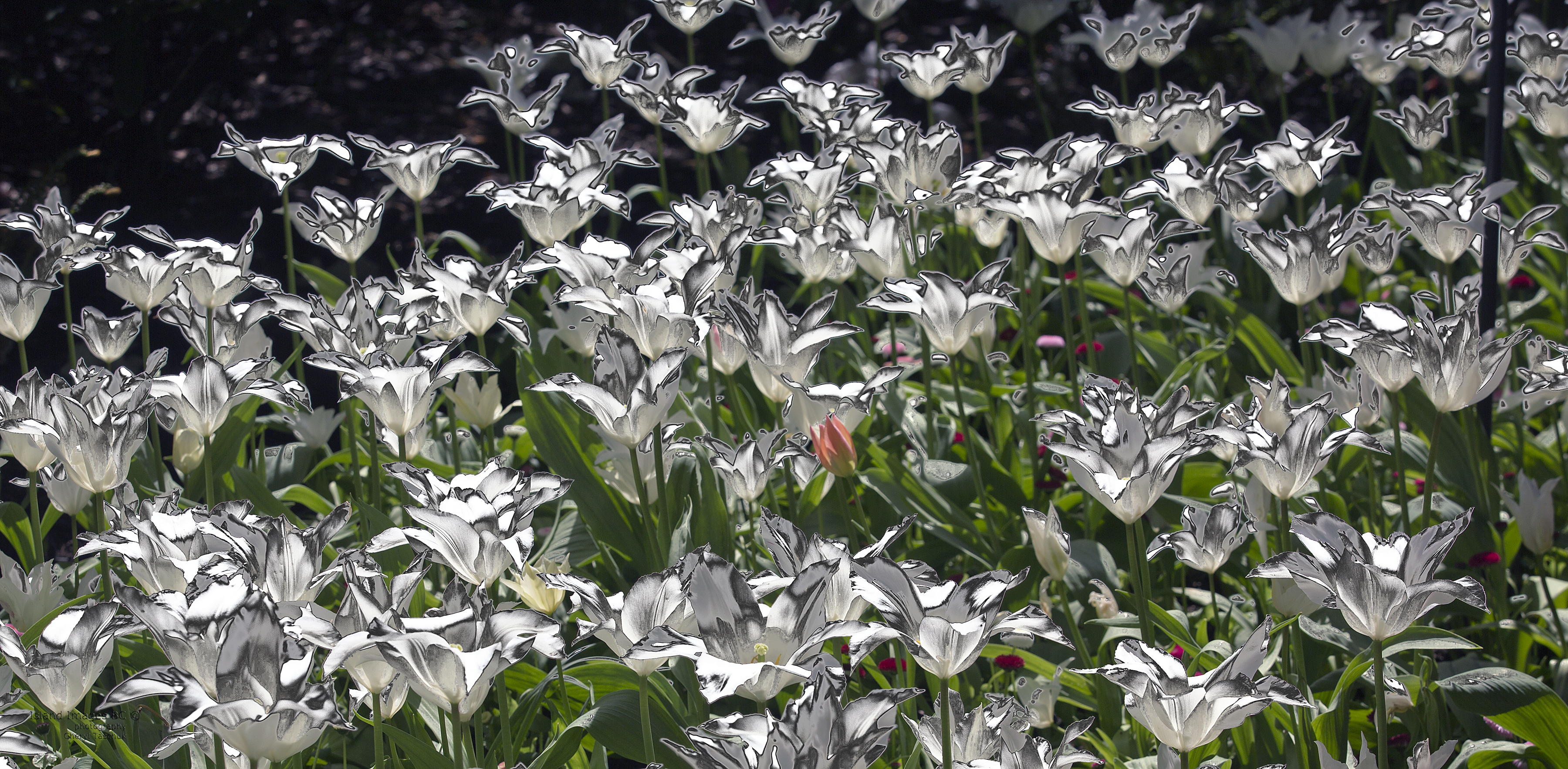 Black and White Tulips (abstract)