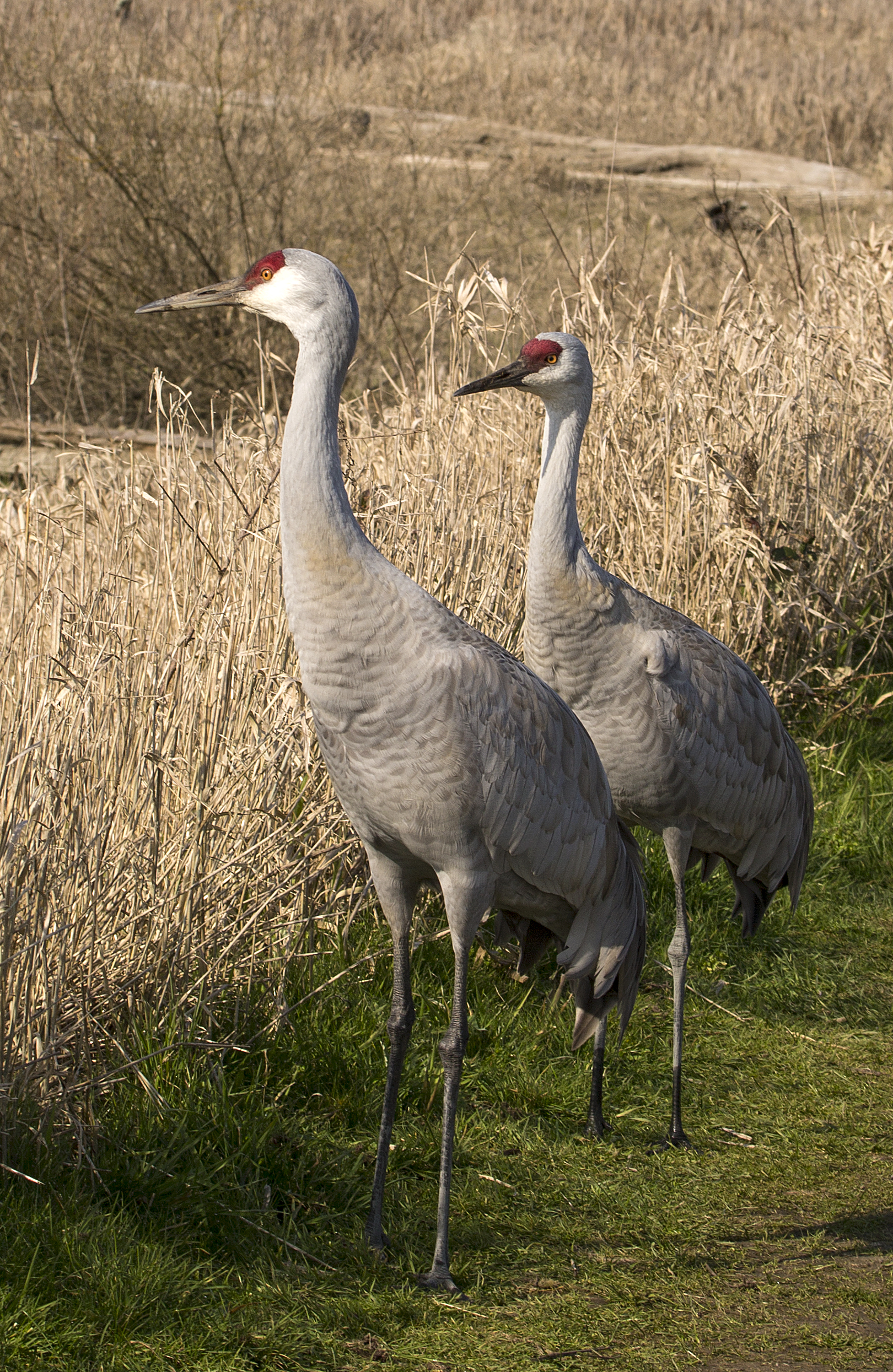 Sandhill Cranes