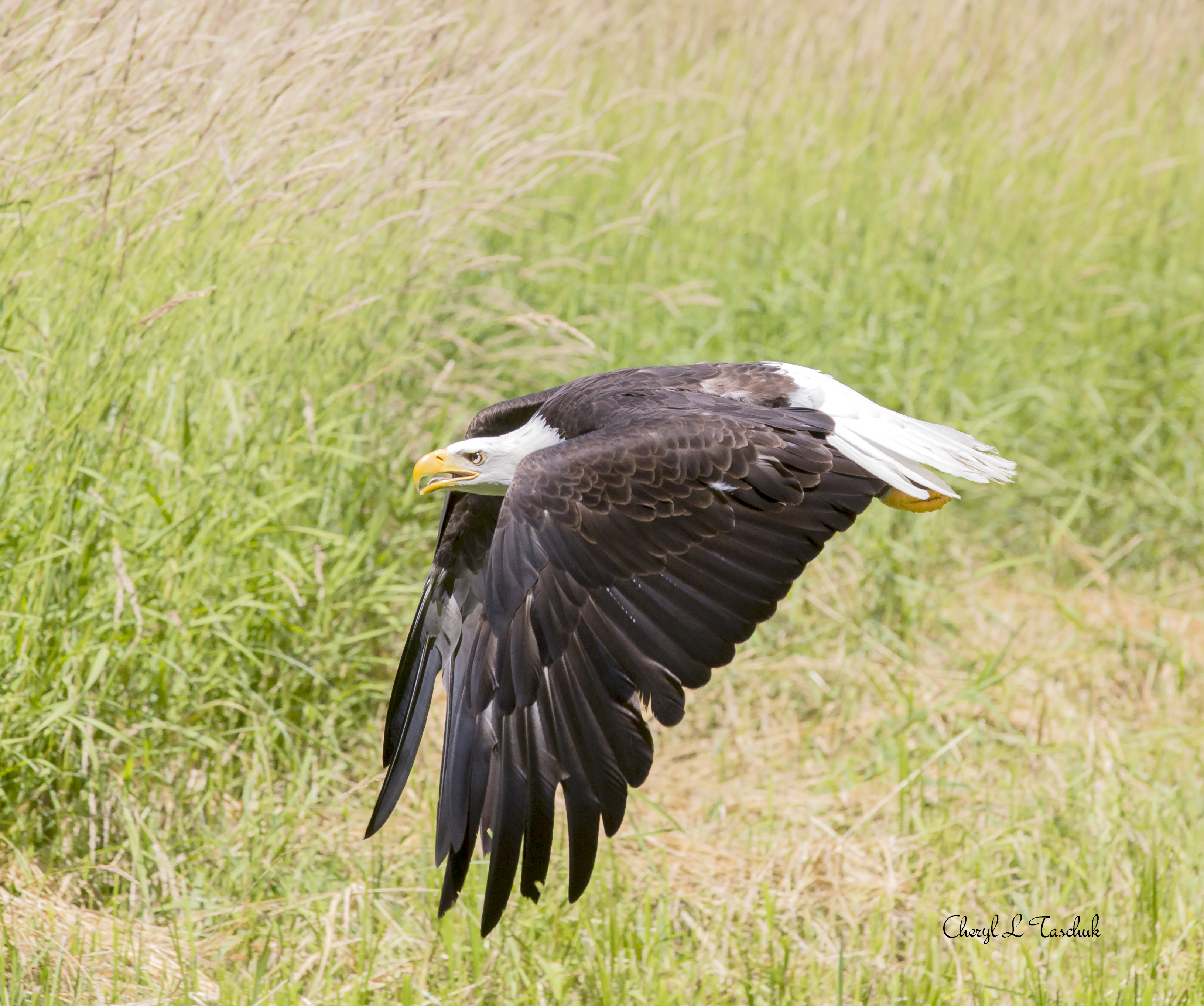 Bald Eagle in Flight