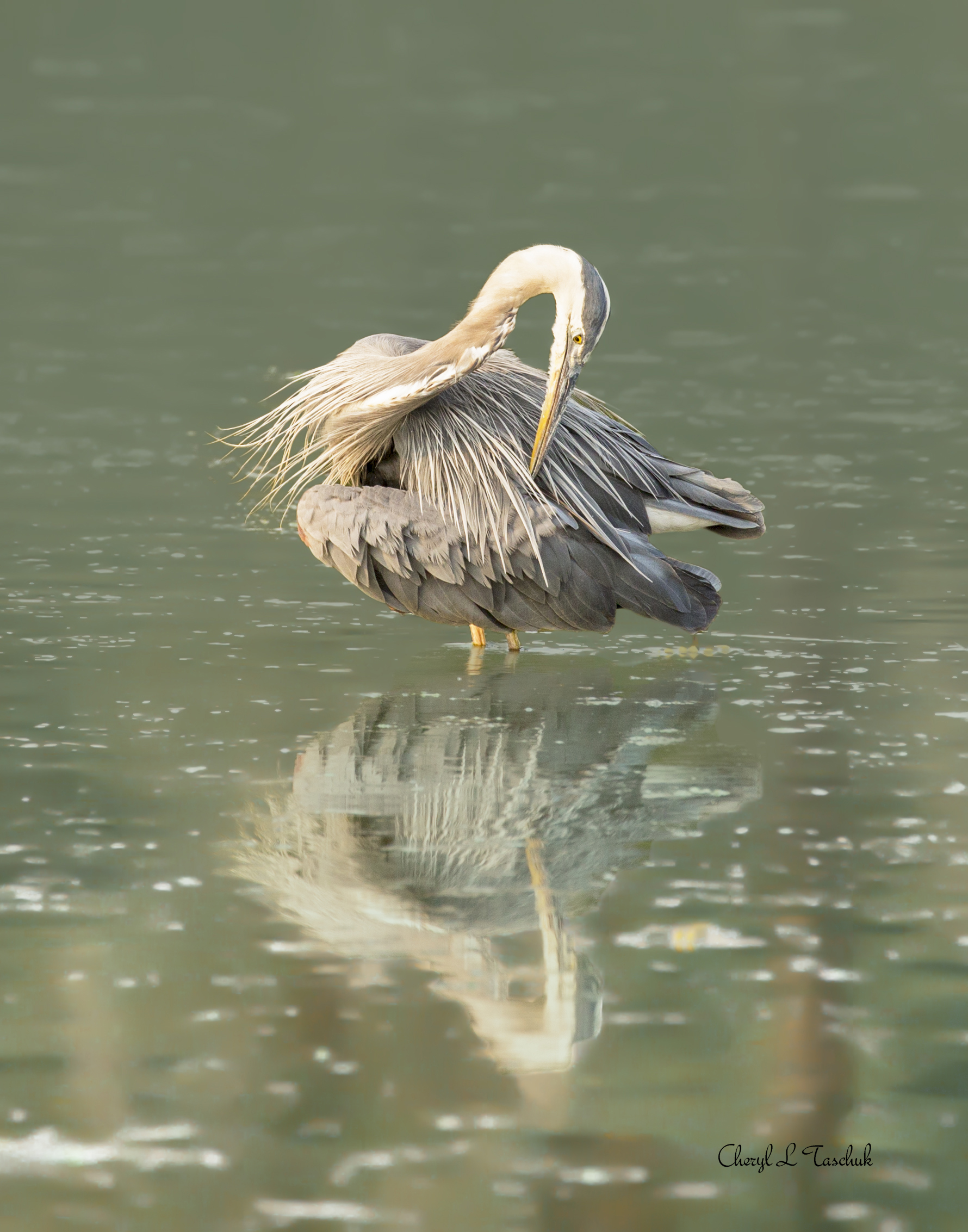 Heron "Bashful"