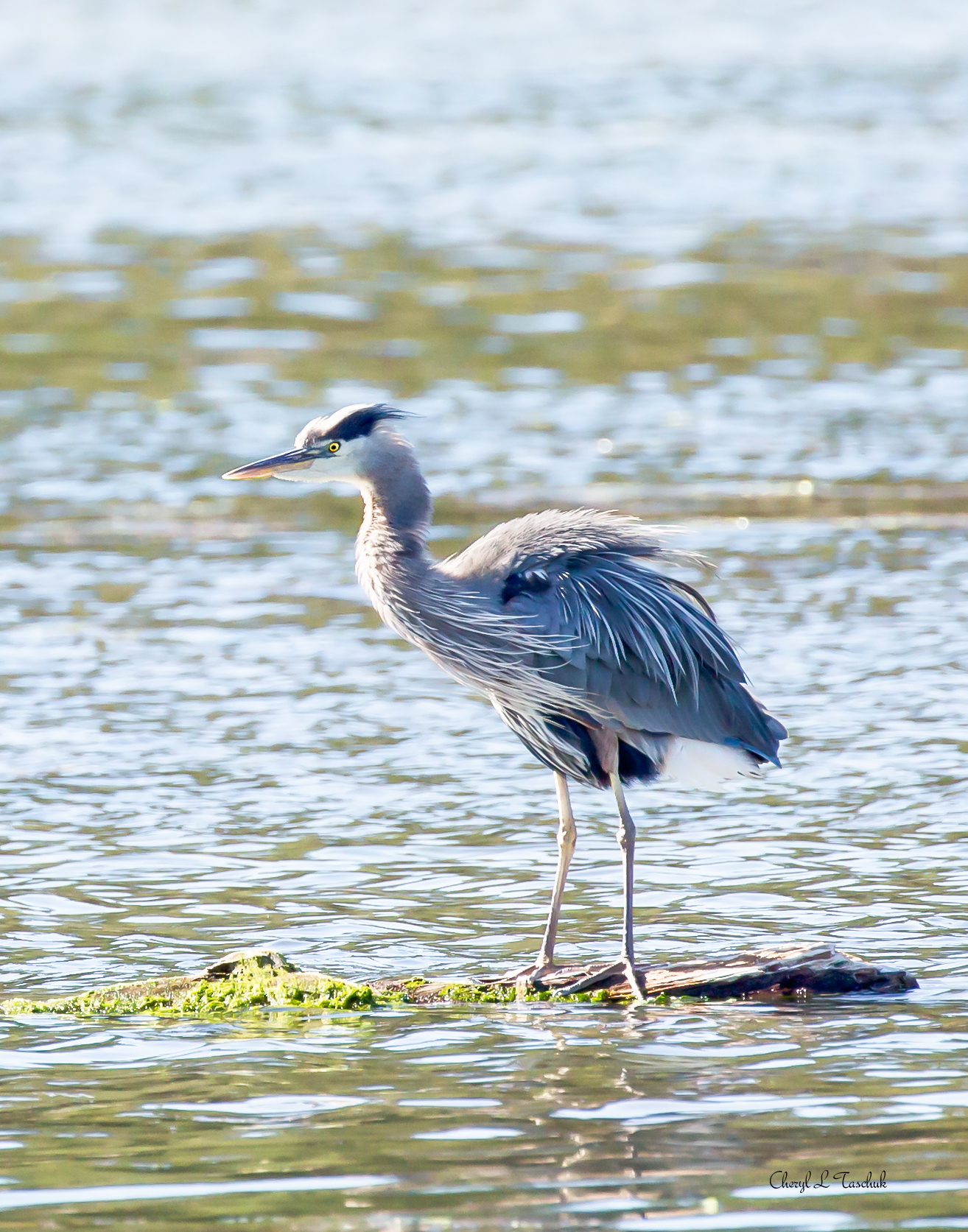 Heron on Log