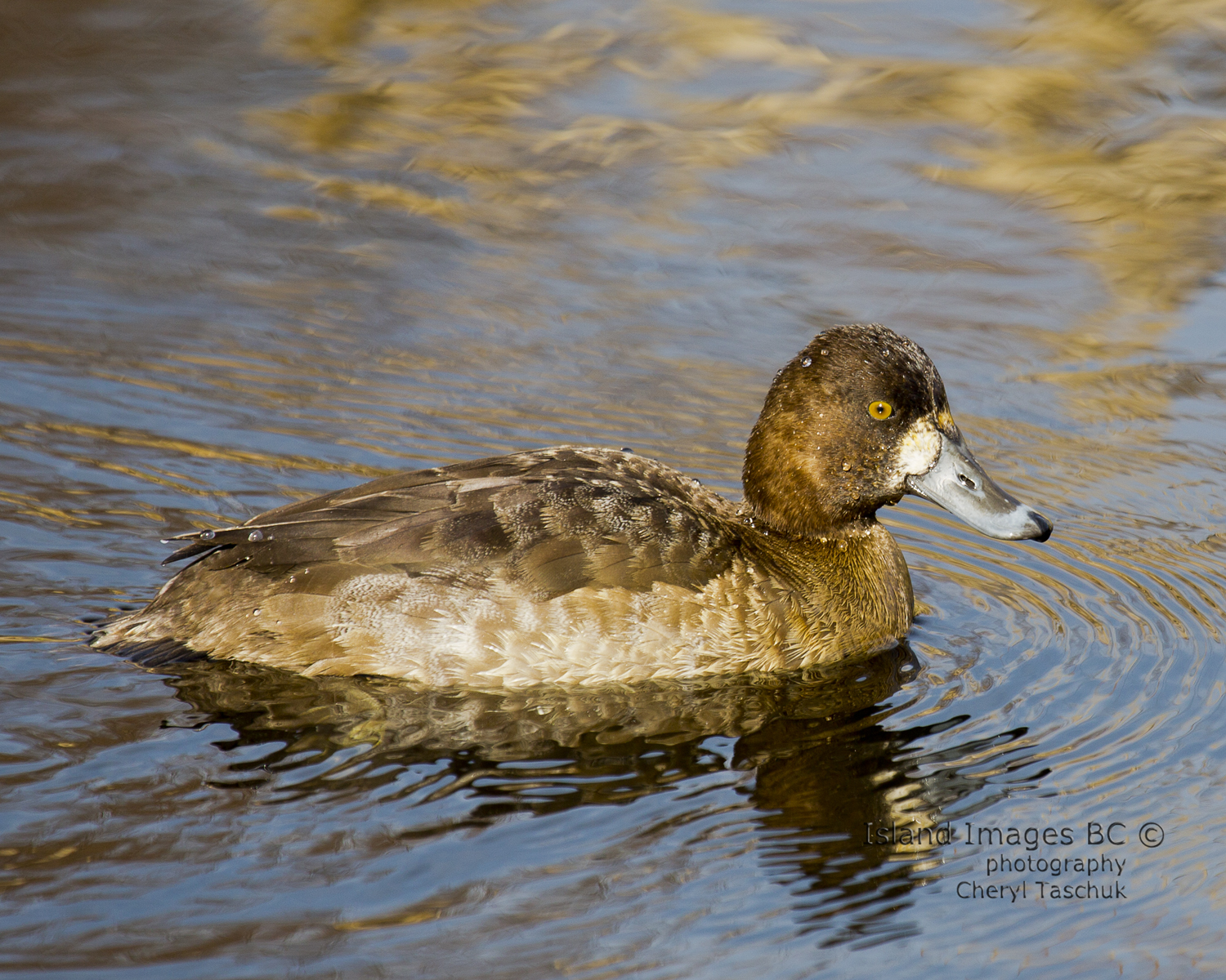 Lesser Scaup, Female