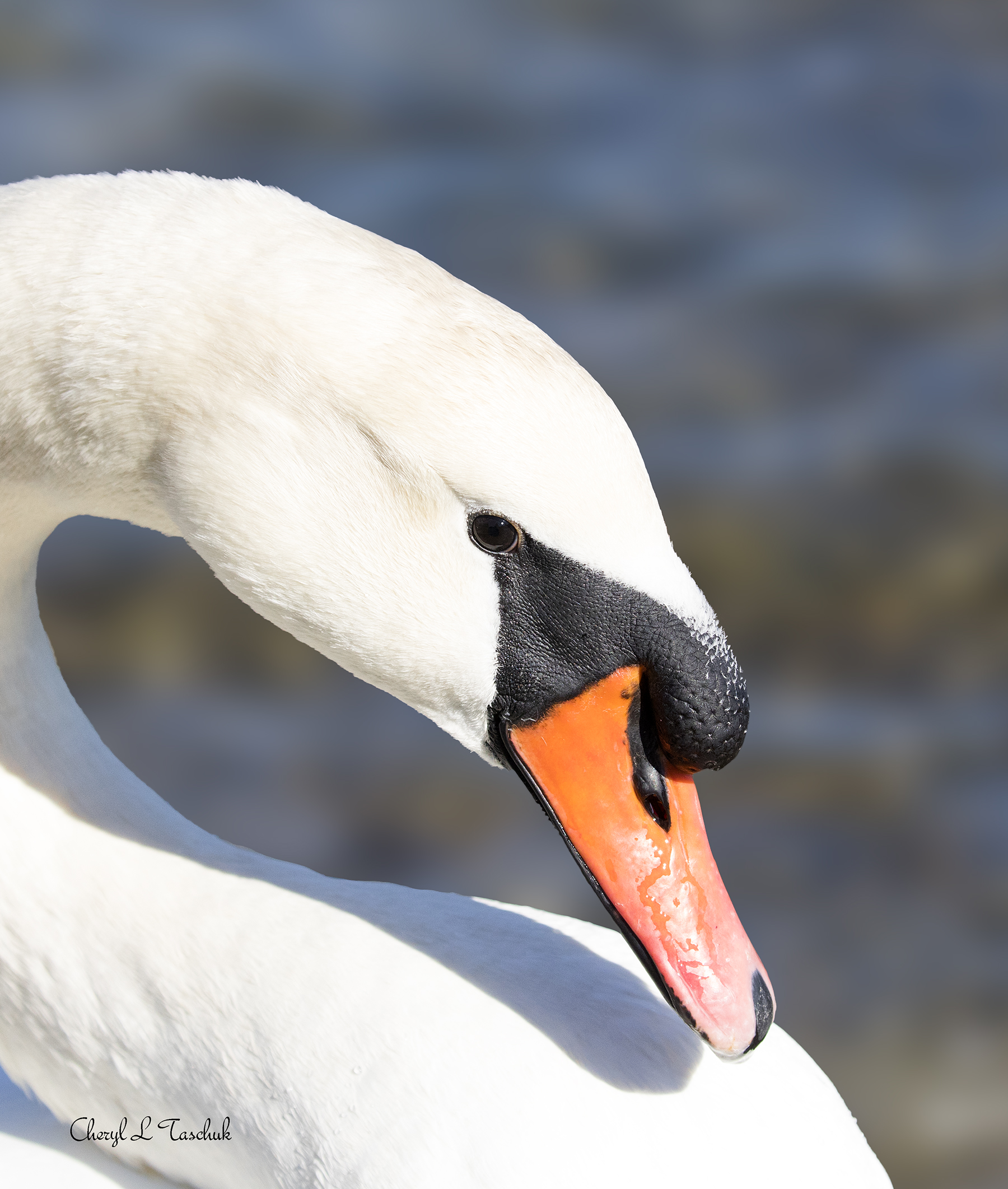 Swan