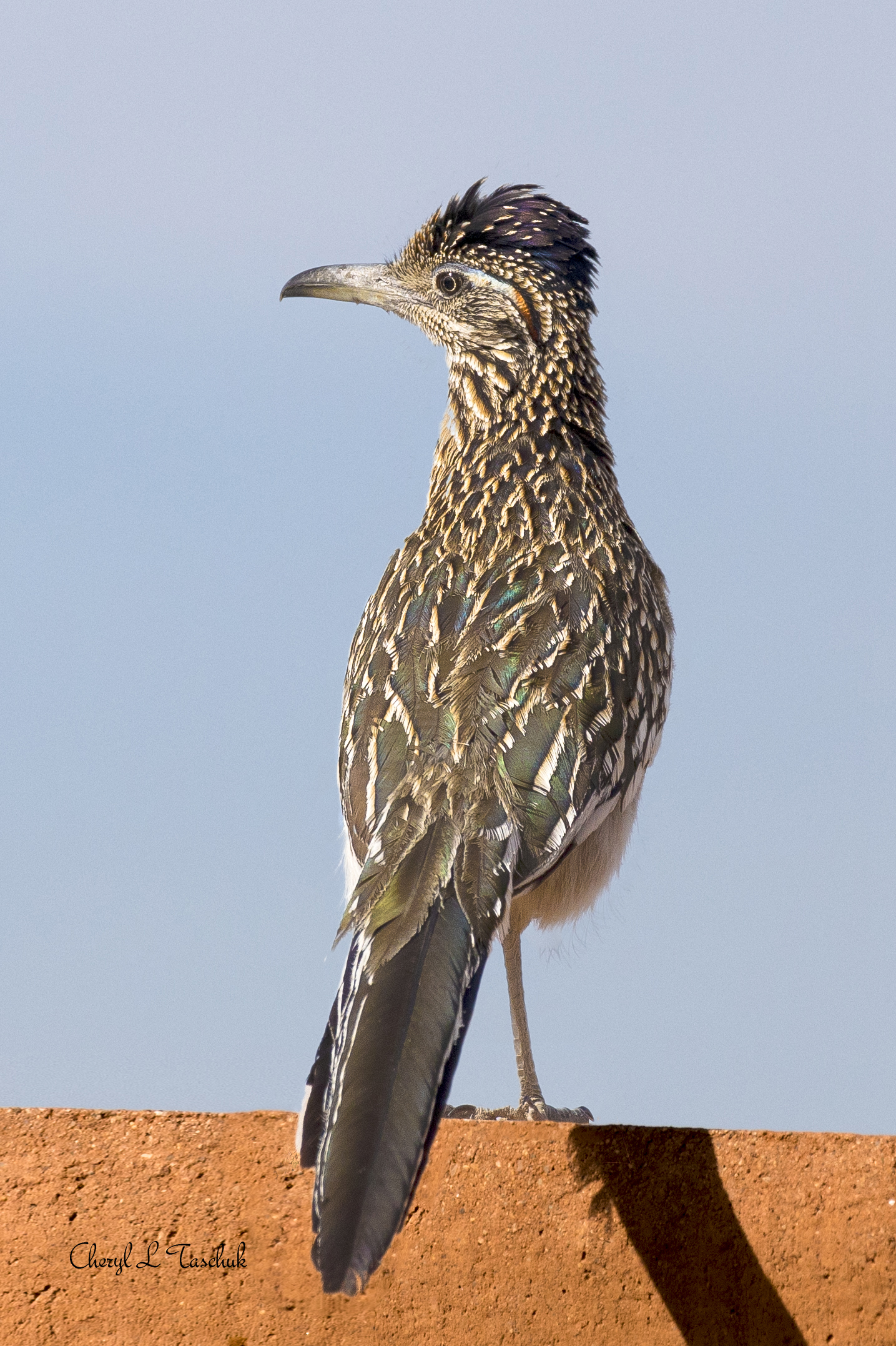 Roadrunner - "Sparky"