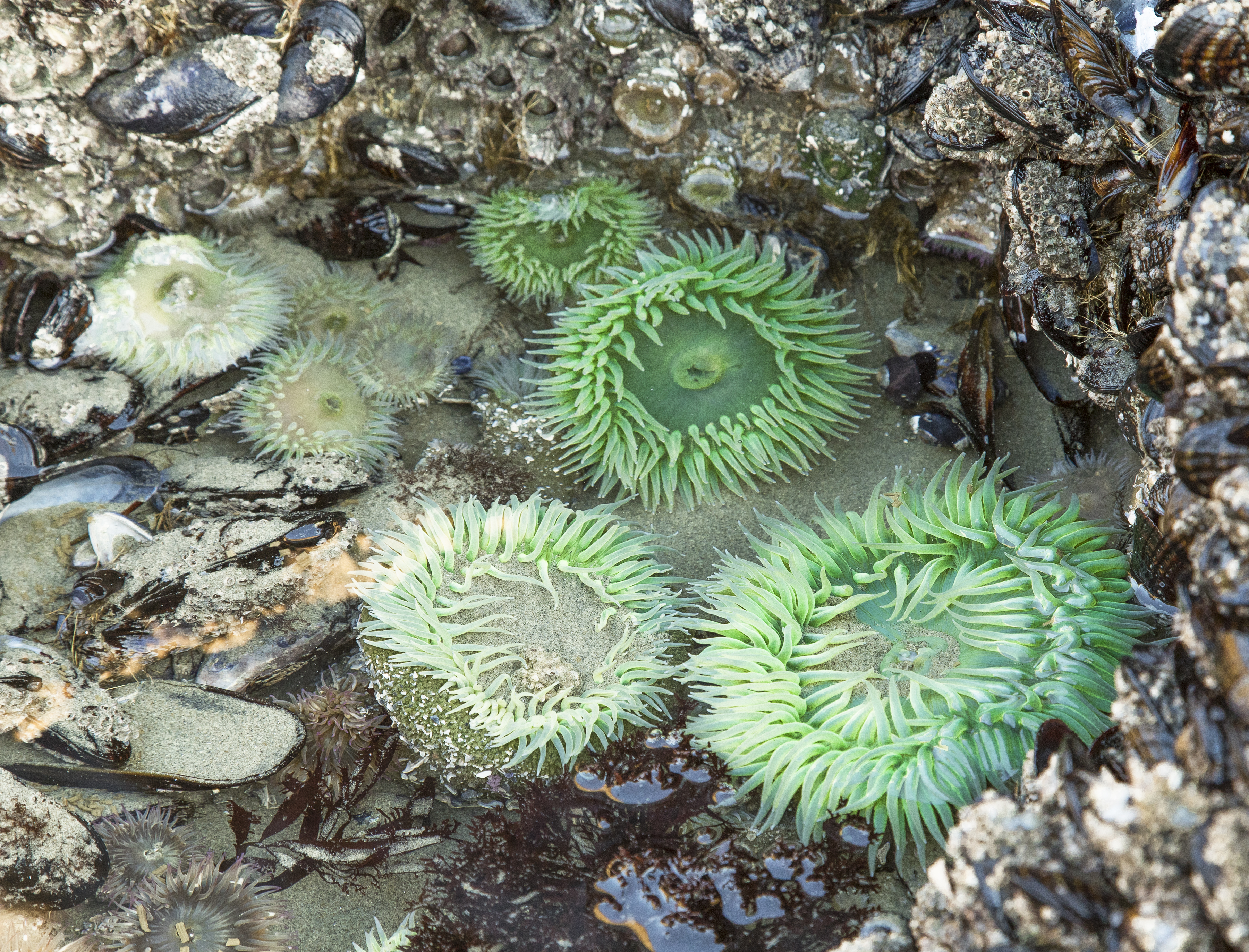 5 Sea Anemones 4060