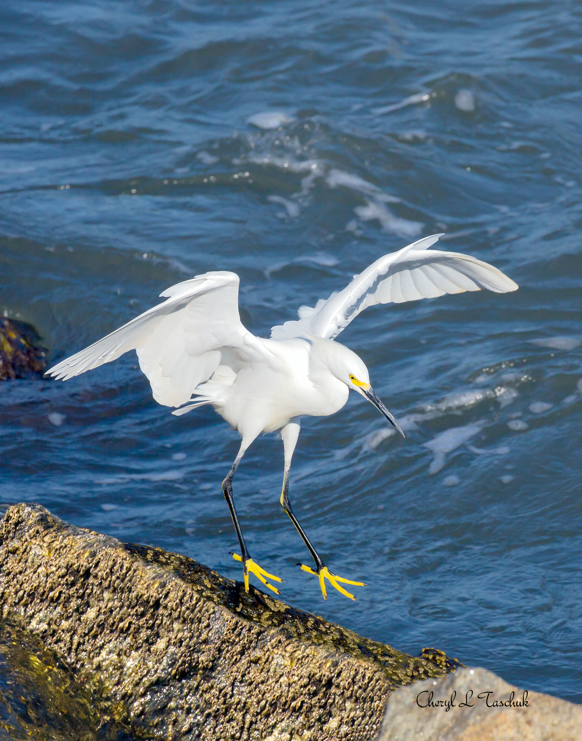 Egret Landing on Rock