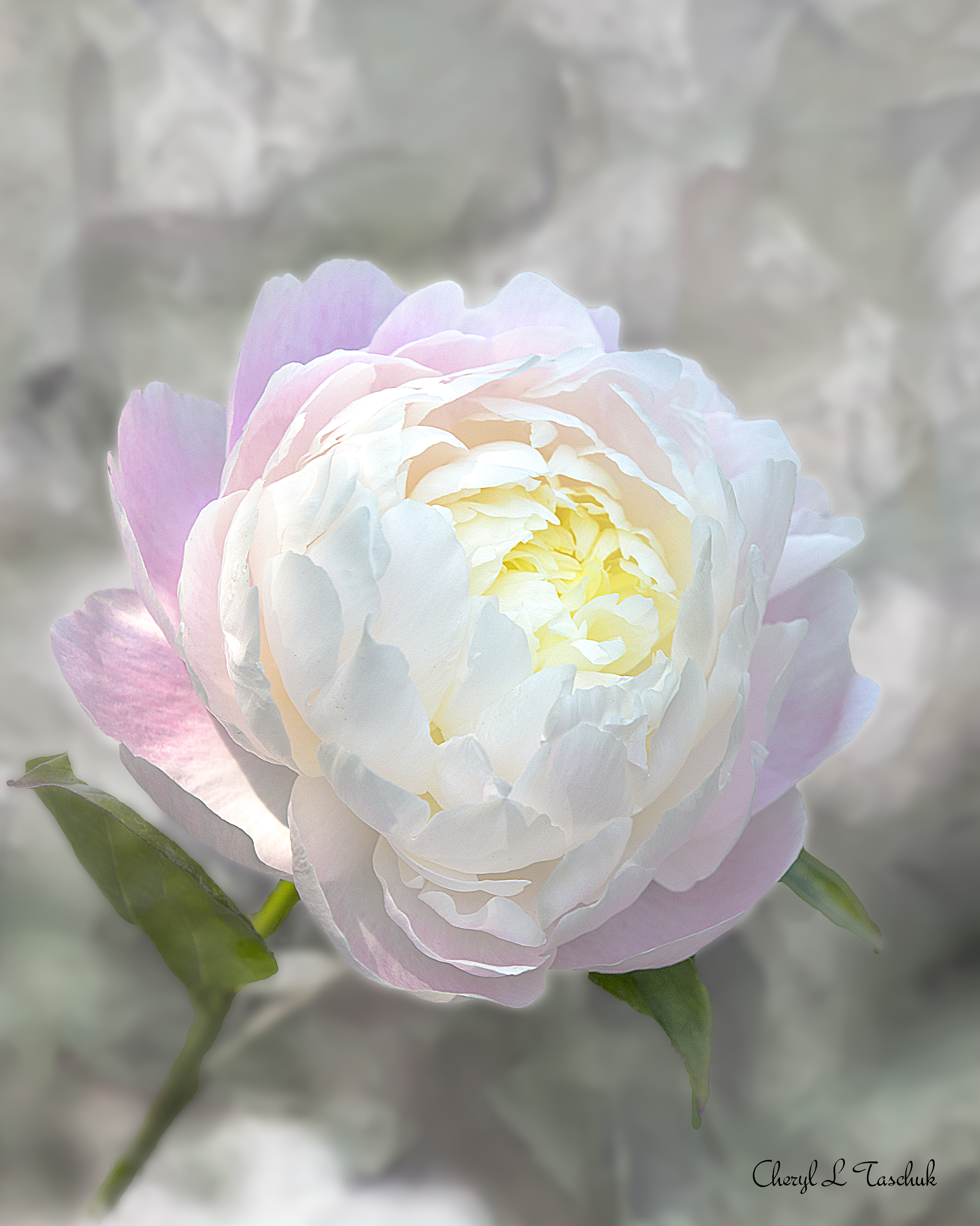 Peony-V