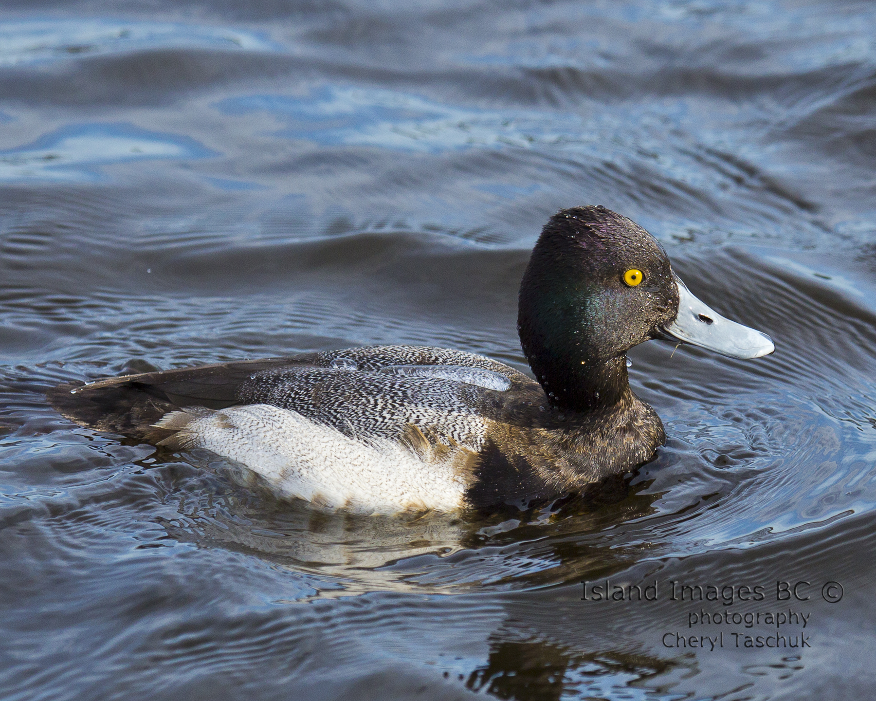 Lesser Scaup, Male