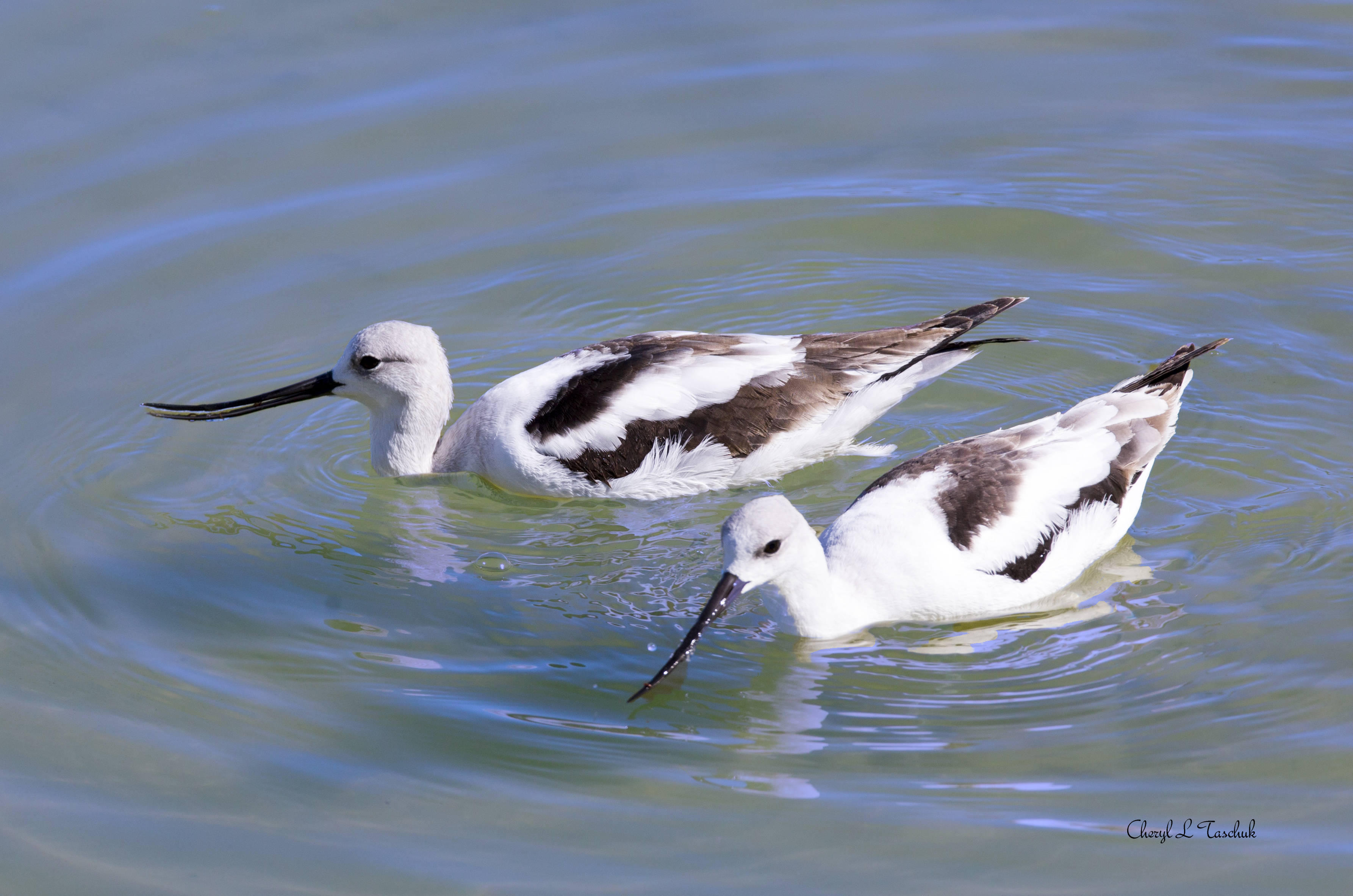 American Avocets, Pair Swimming