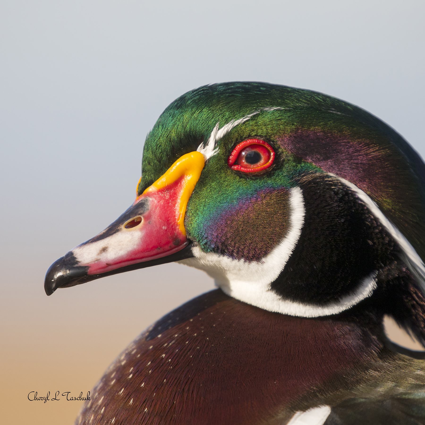 Wood Duck