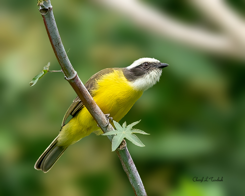 Social Flycatcher