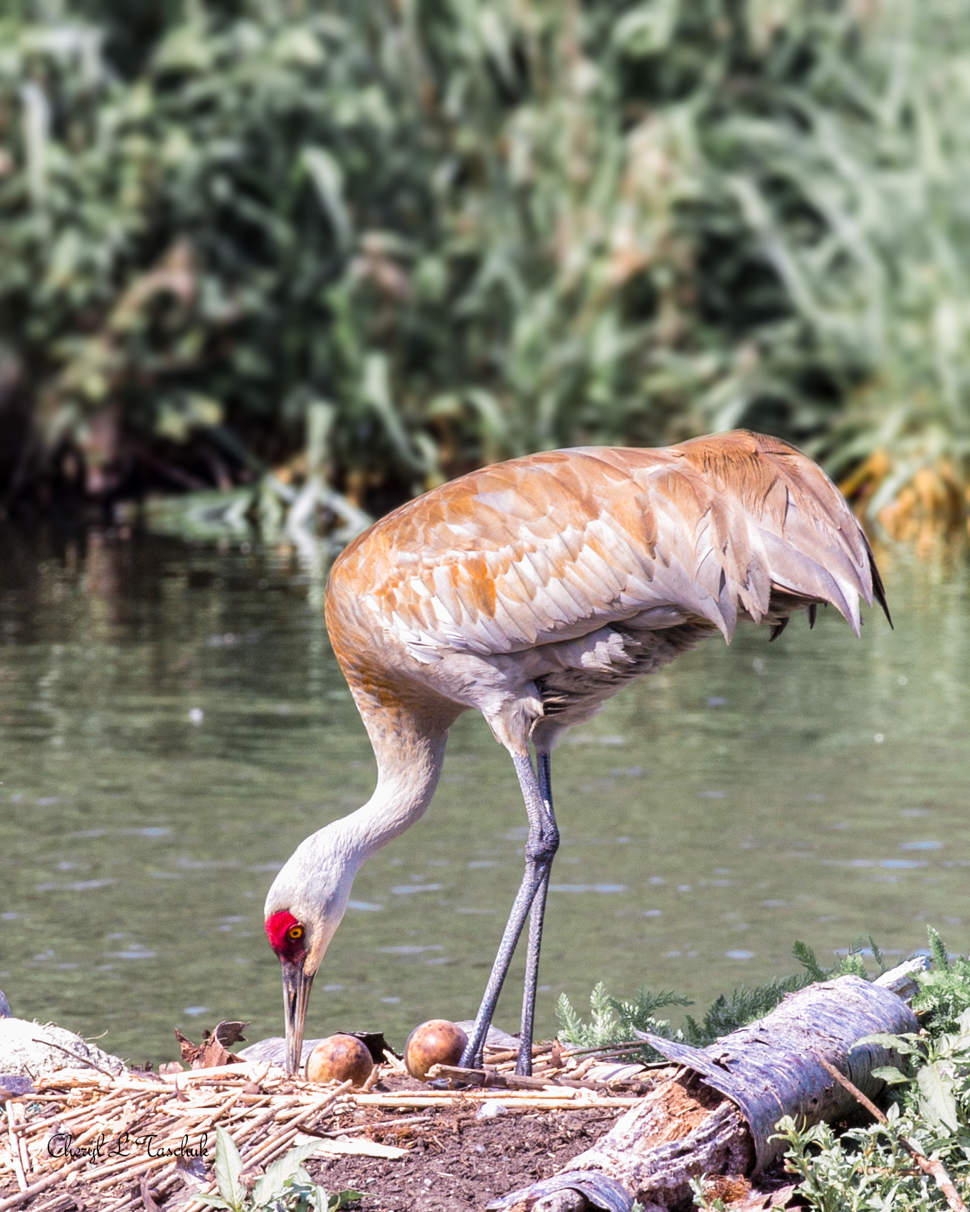 Sandhill Crane Rolling Eggs