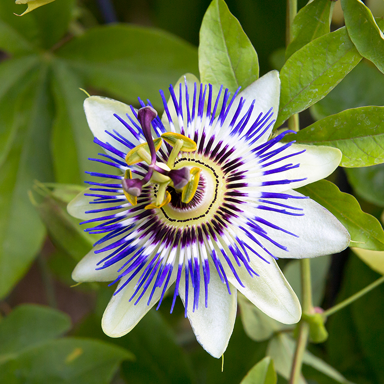 Passion Flower