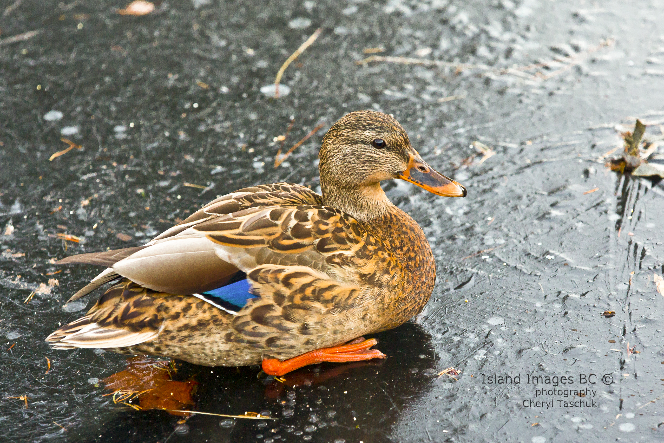 Mallard, Female