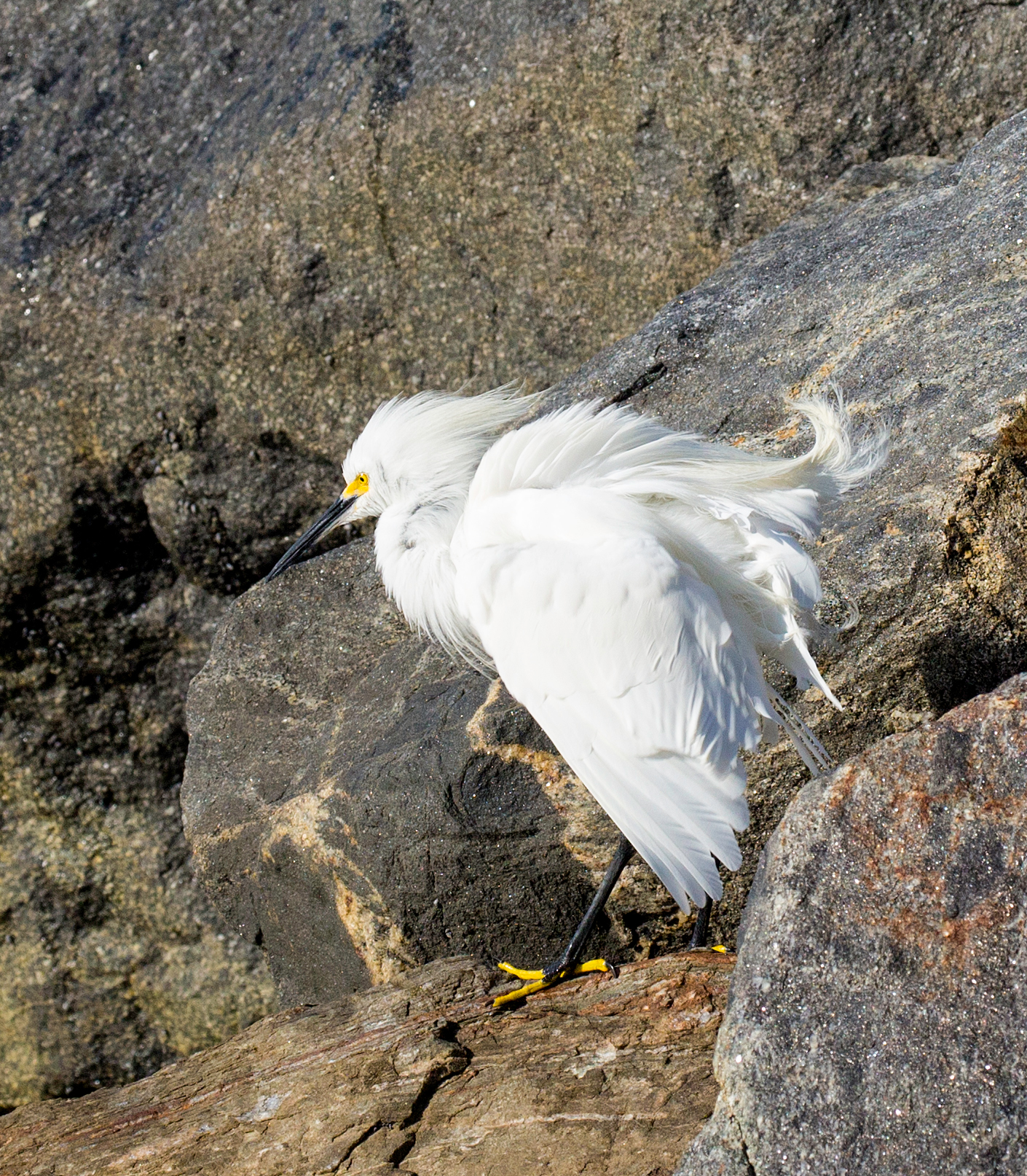 Egret on Windy Day