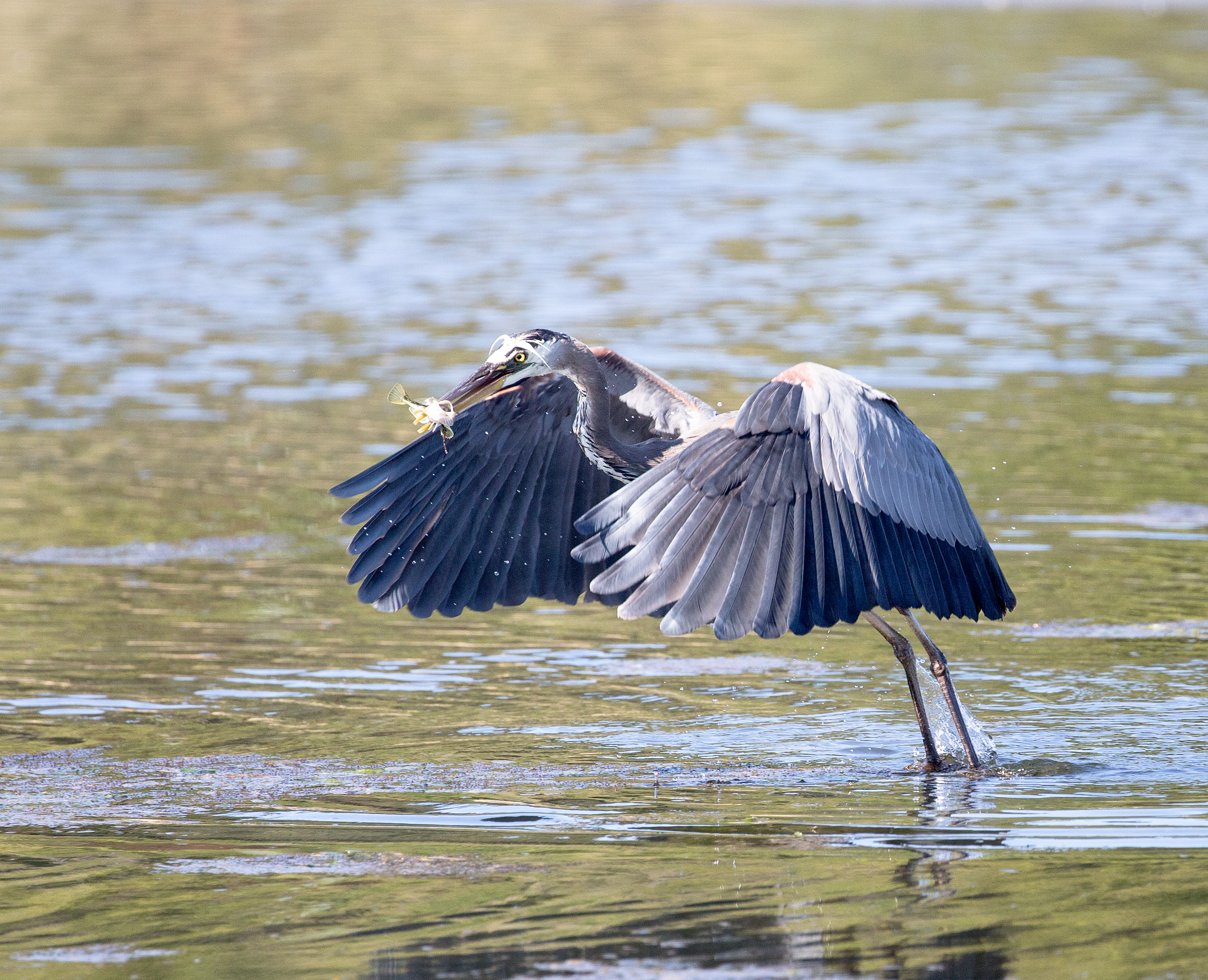 Heron Landing 2
