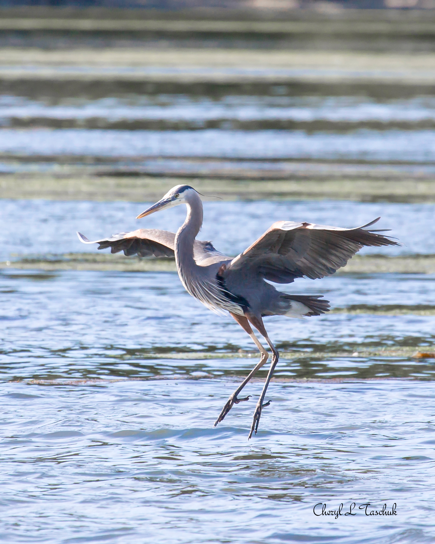 Heron Landing 1