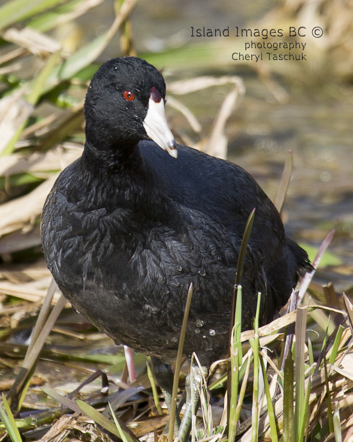 American Coot 3