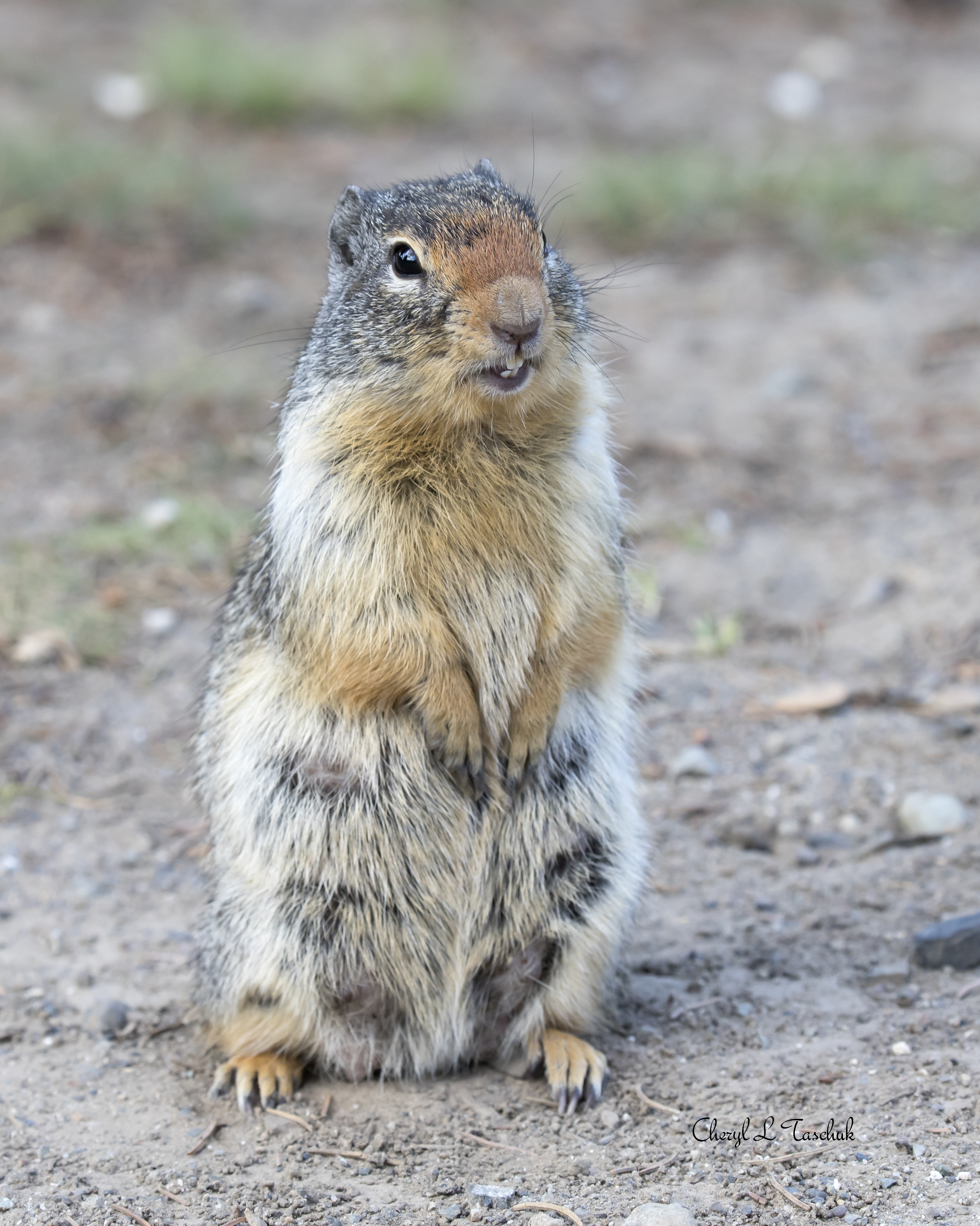 Gopher on Ground