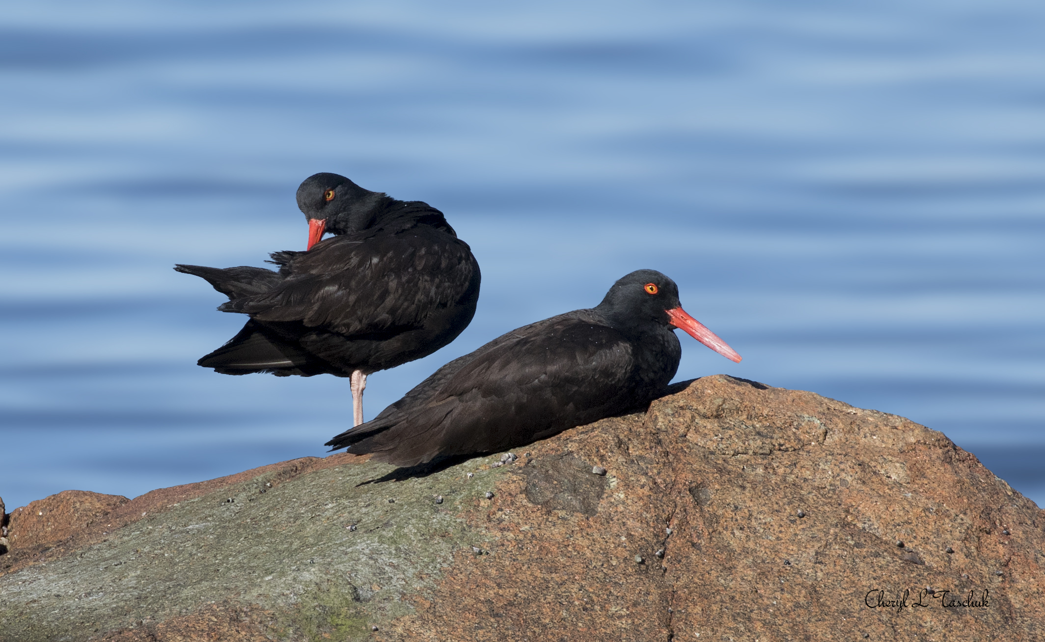 Oyster Catchers on Rocks