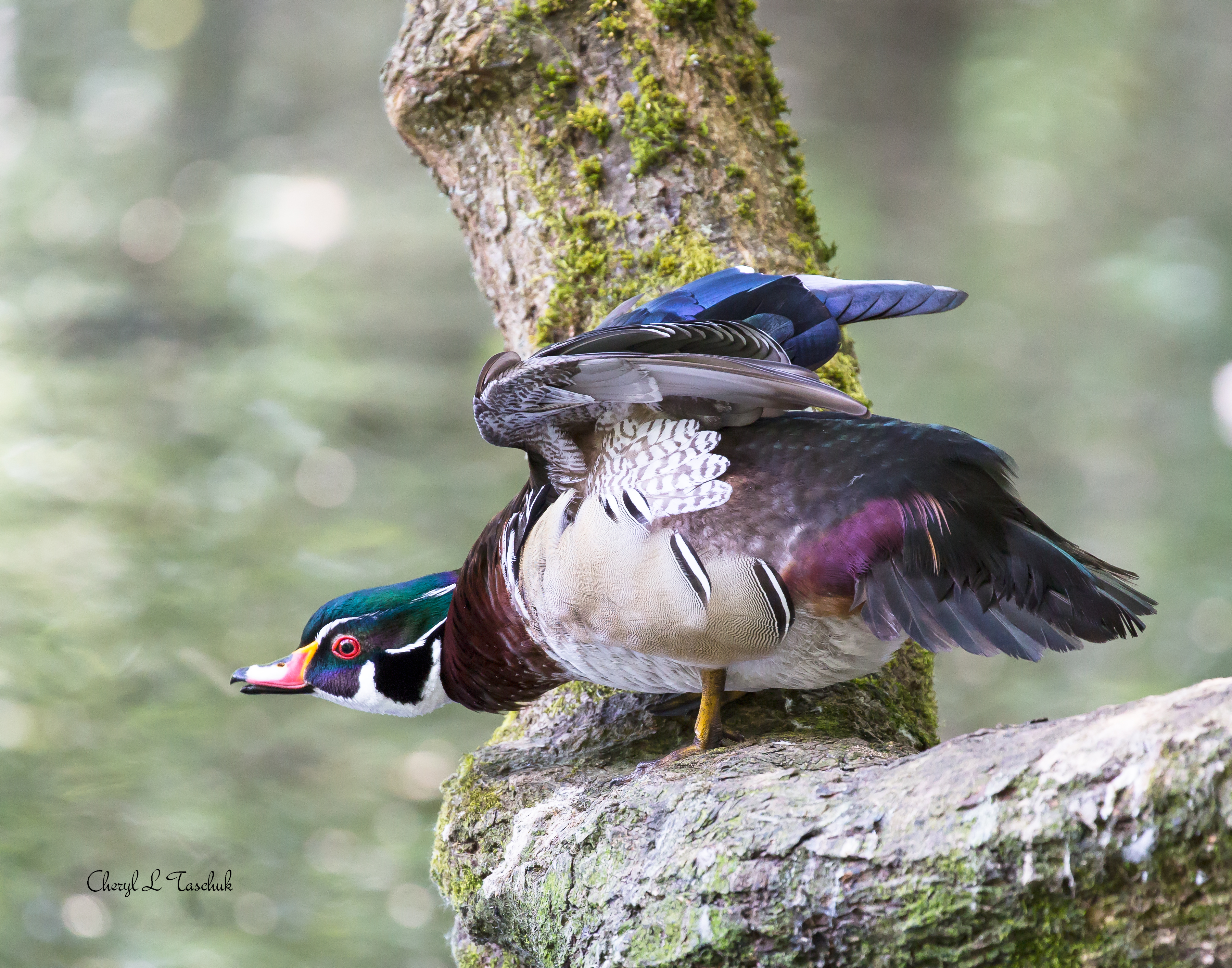 Wood Duck Ready for Takeoff
