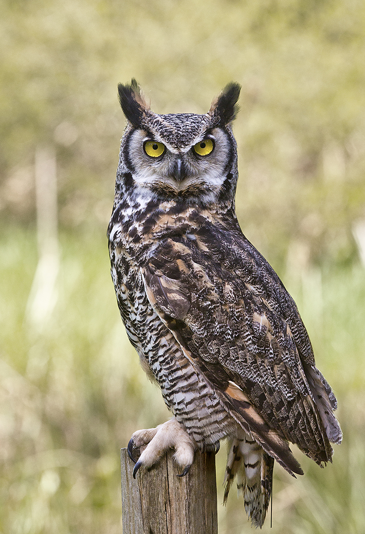 Great Horned Owl