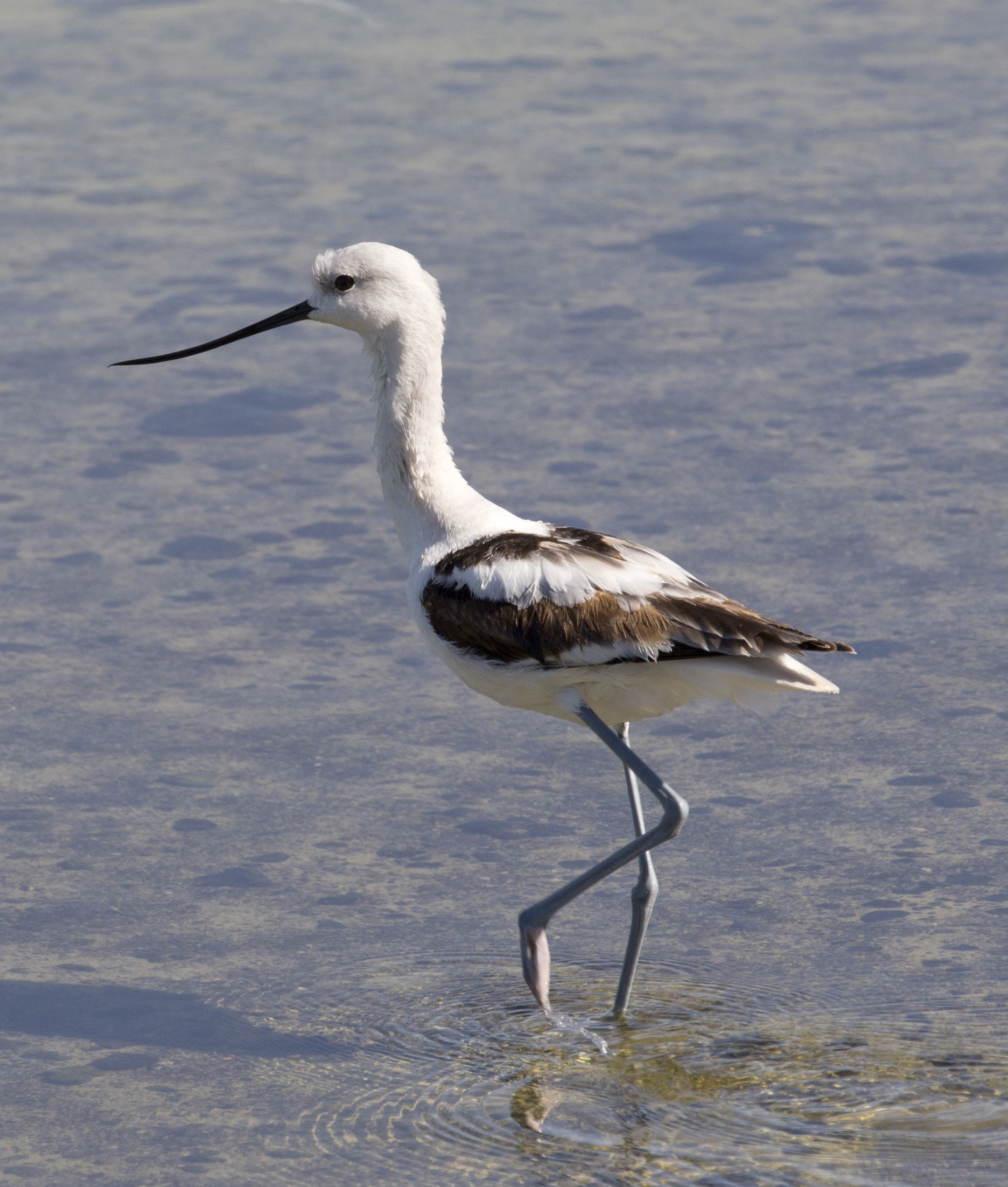 American Avocet, Wading
