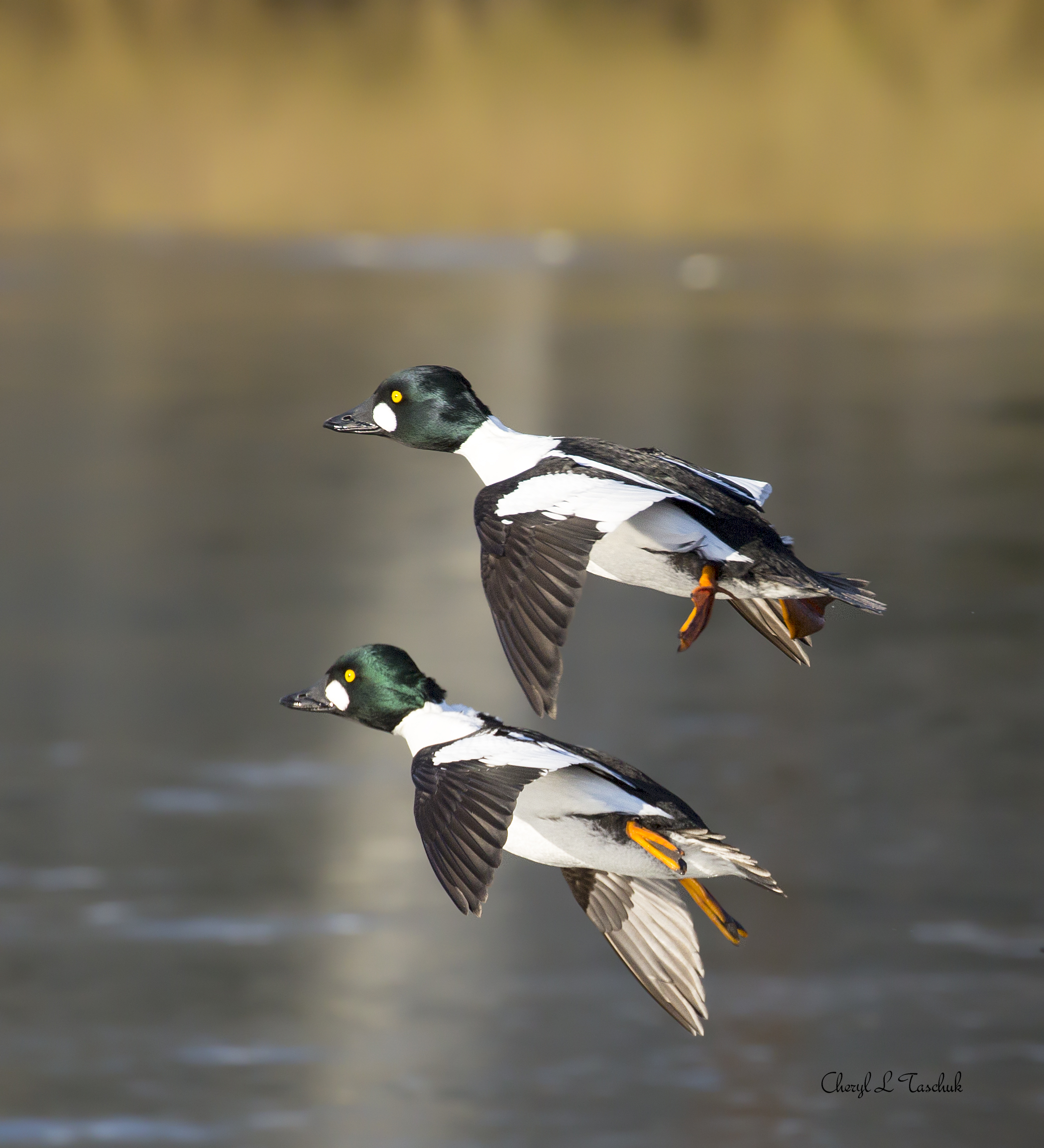Golden Eyes in Flight