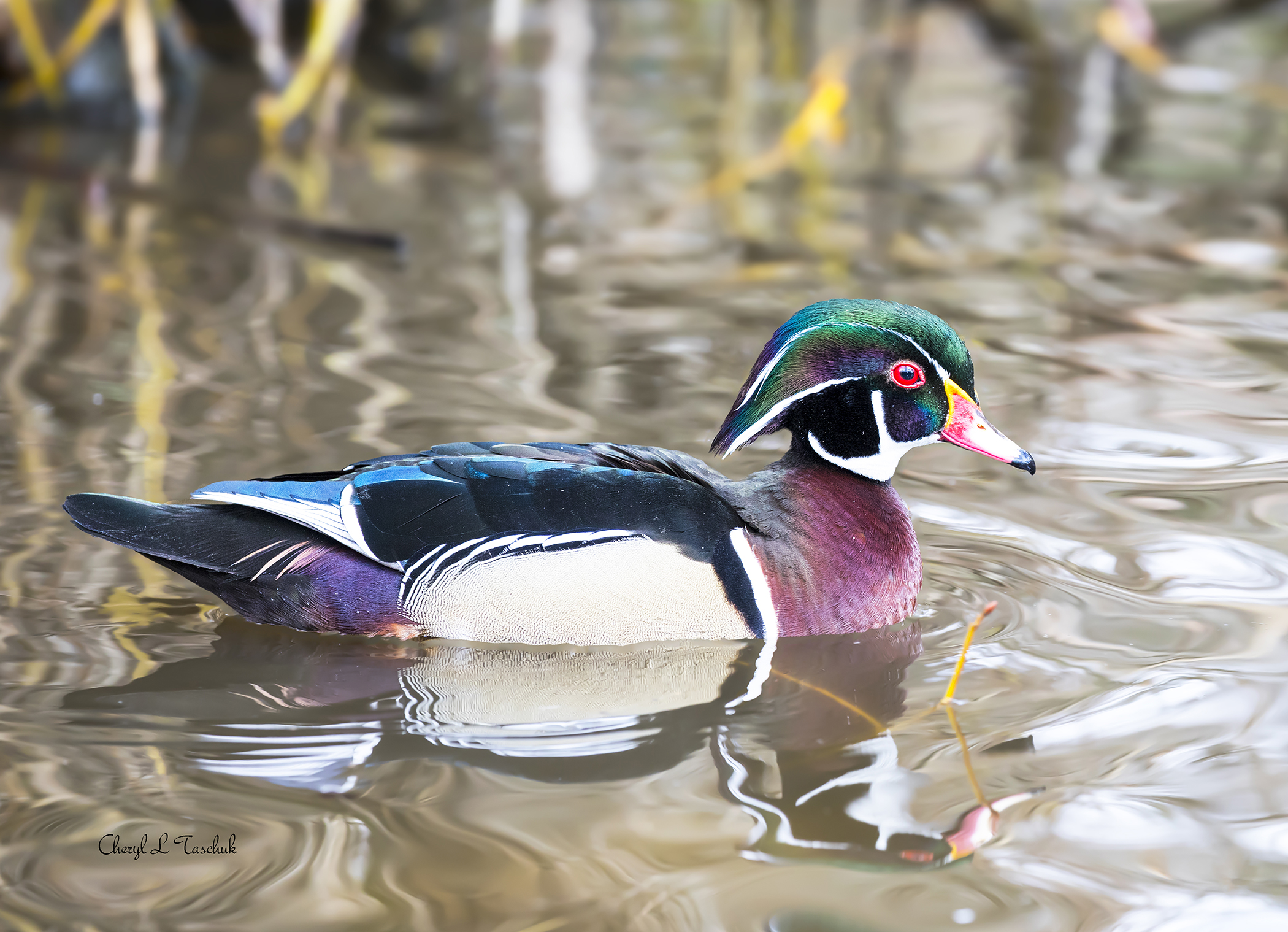Wood Duck
