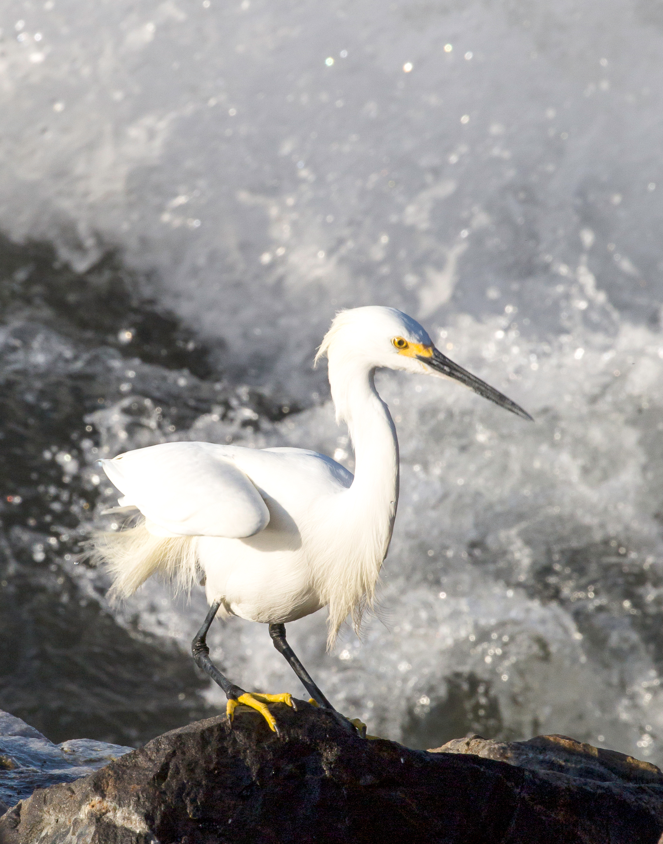 Egret Standing on Rock w/ Surf