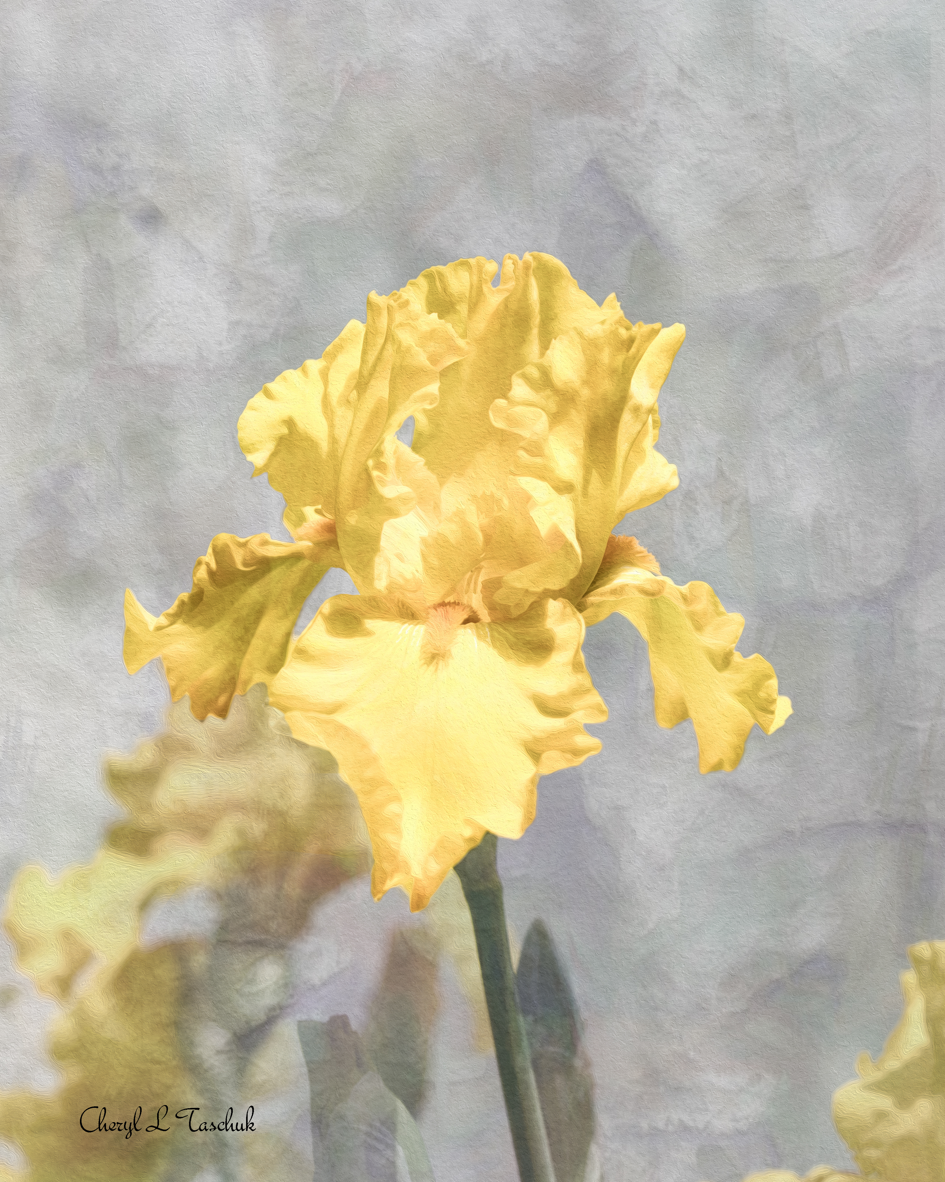 Yellow Iris
