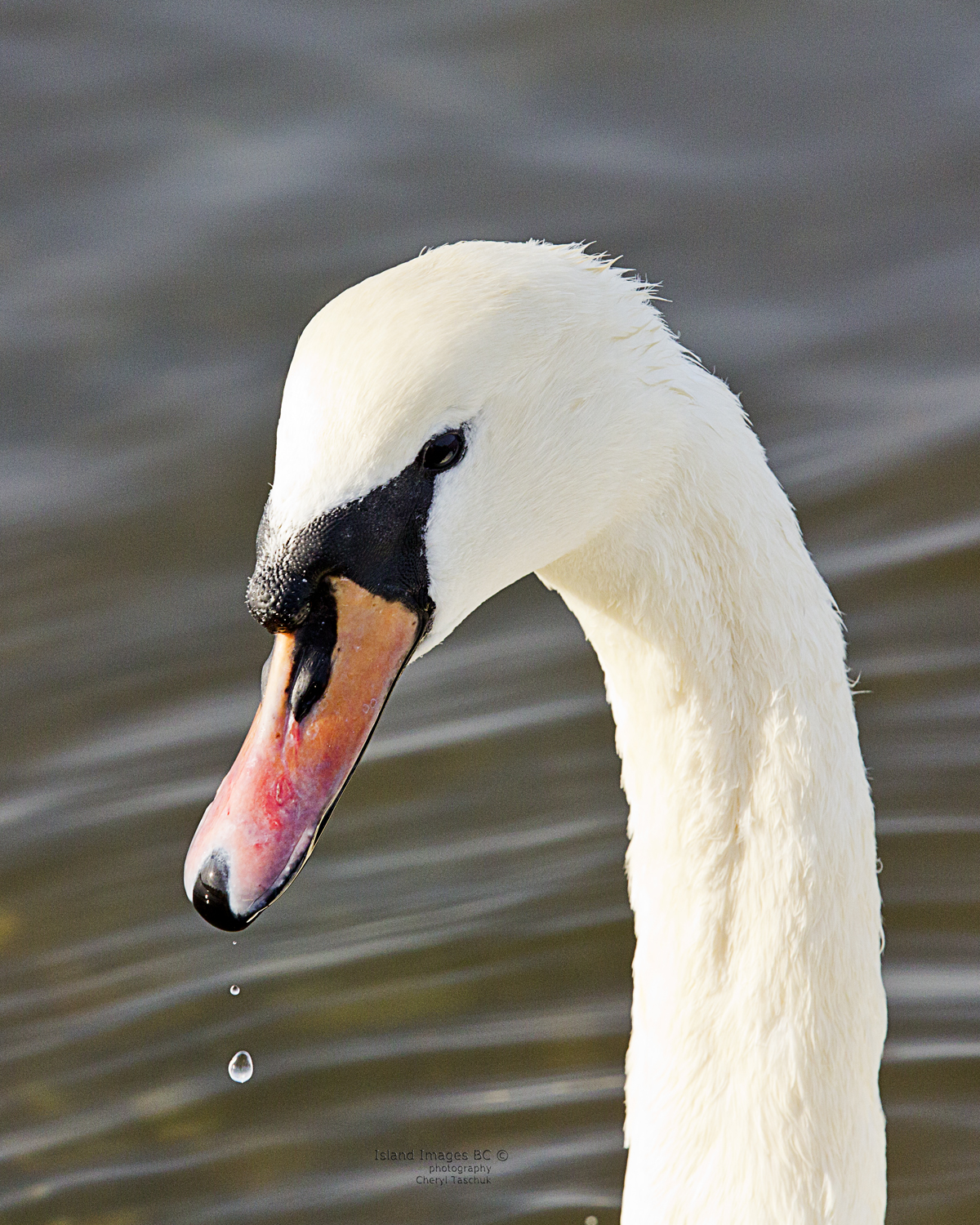 Swan Head Shot