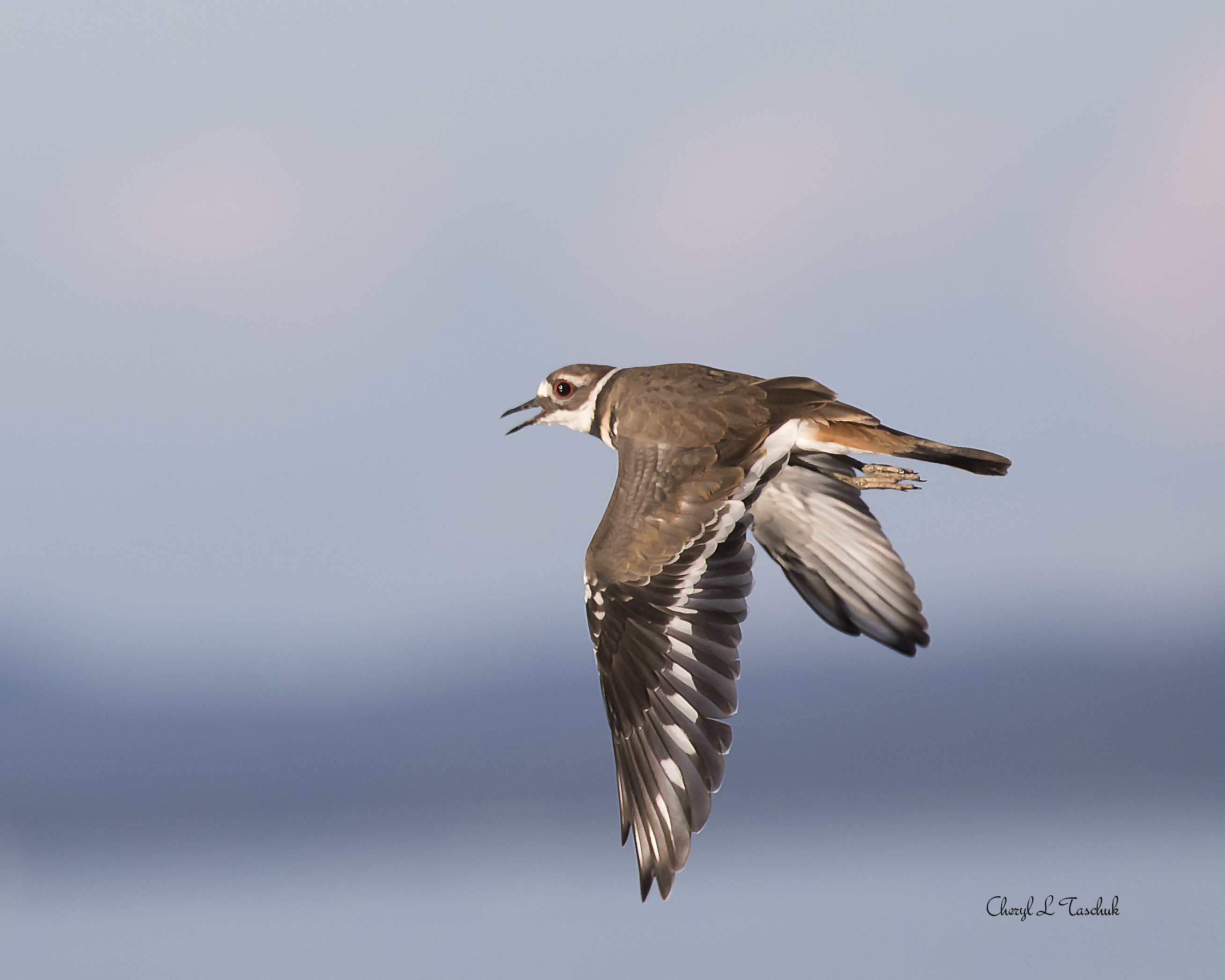Killdeer in Flight