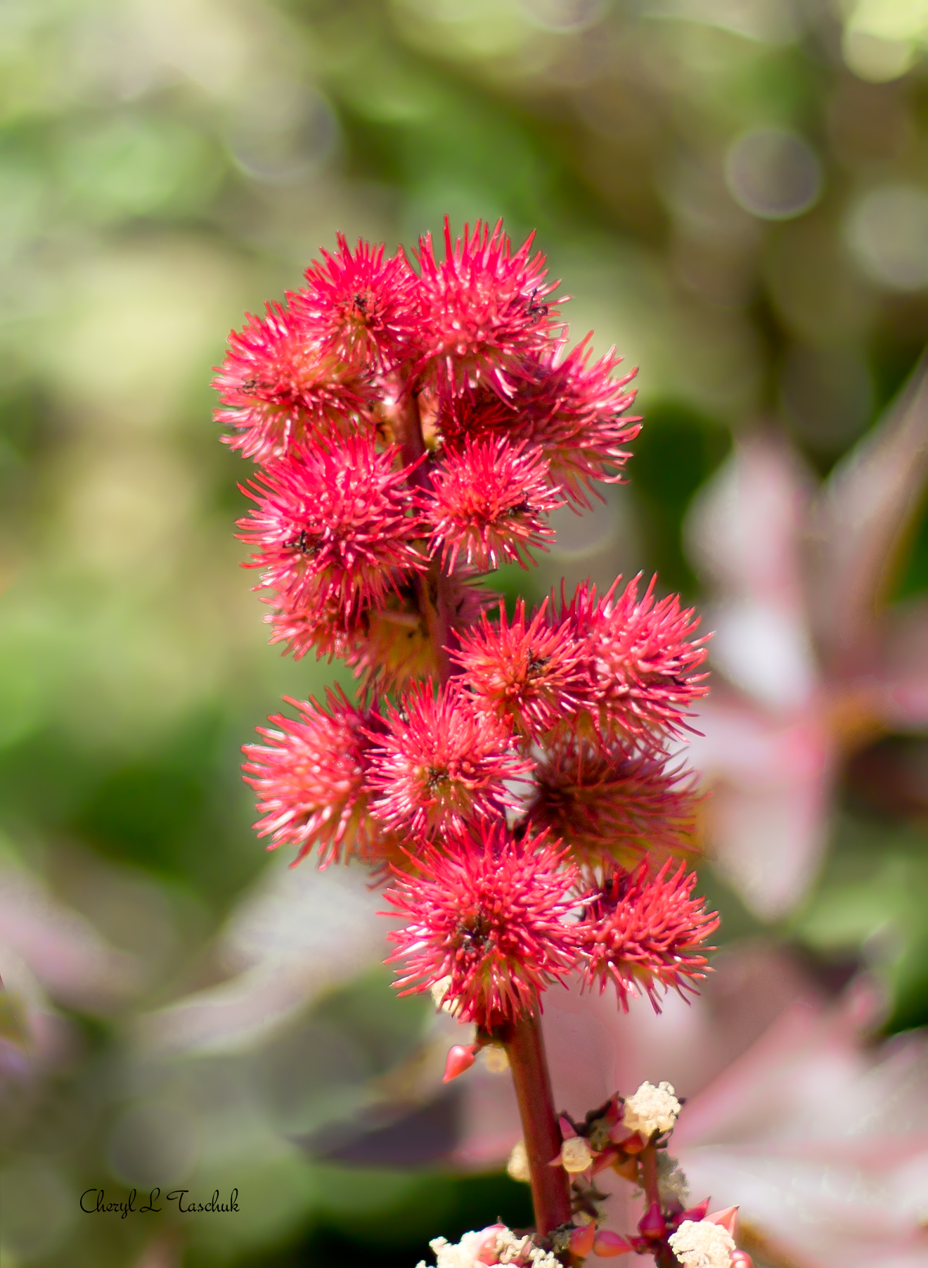 Red Ball Plant
