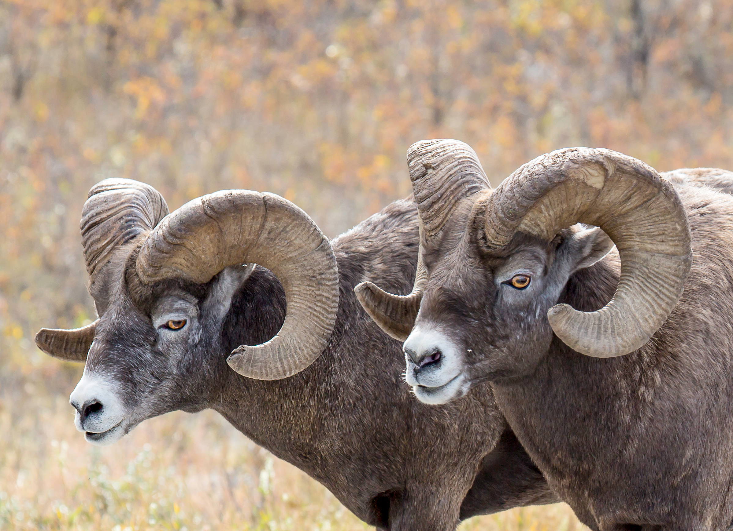 Mountain Sheep Pair