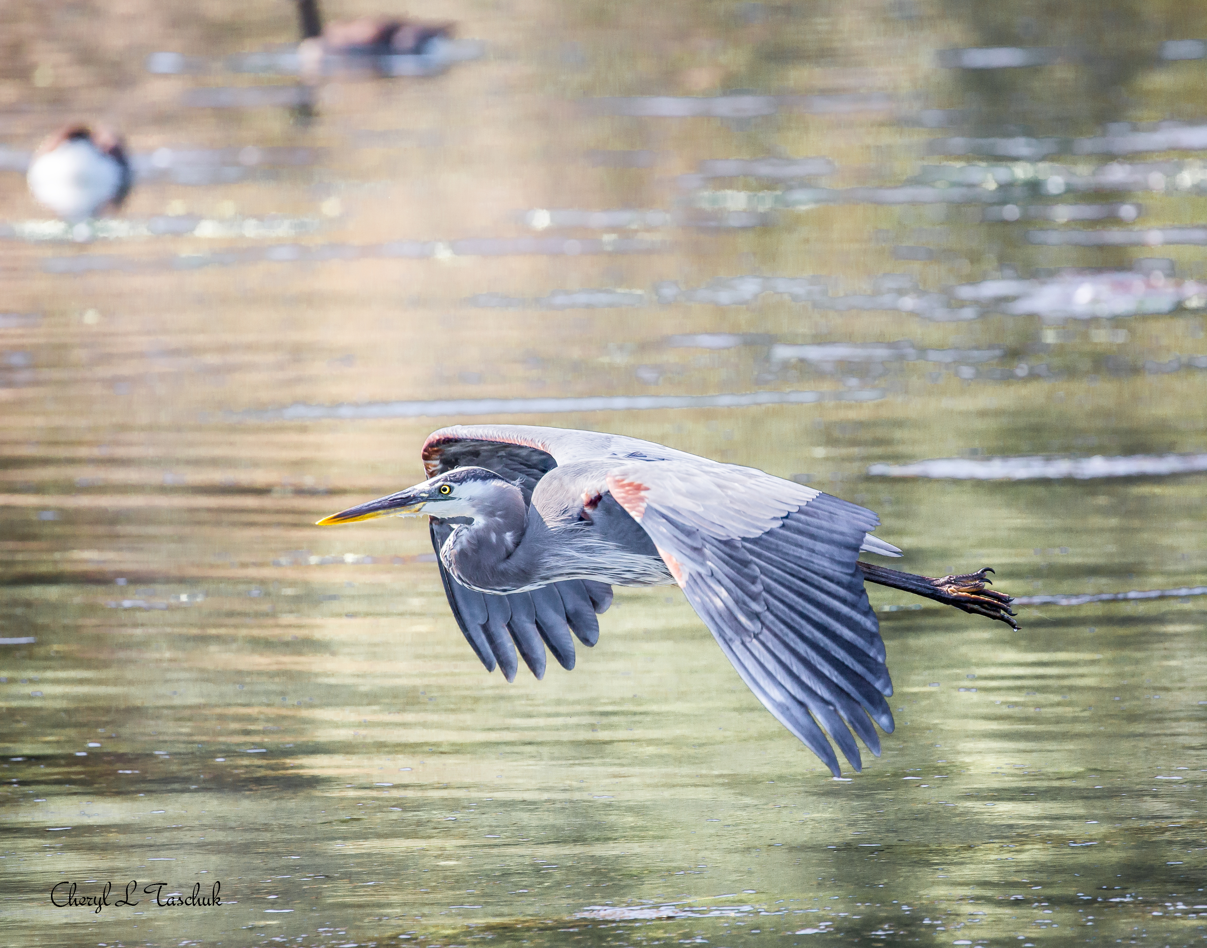Heron in Flight 1