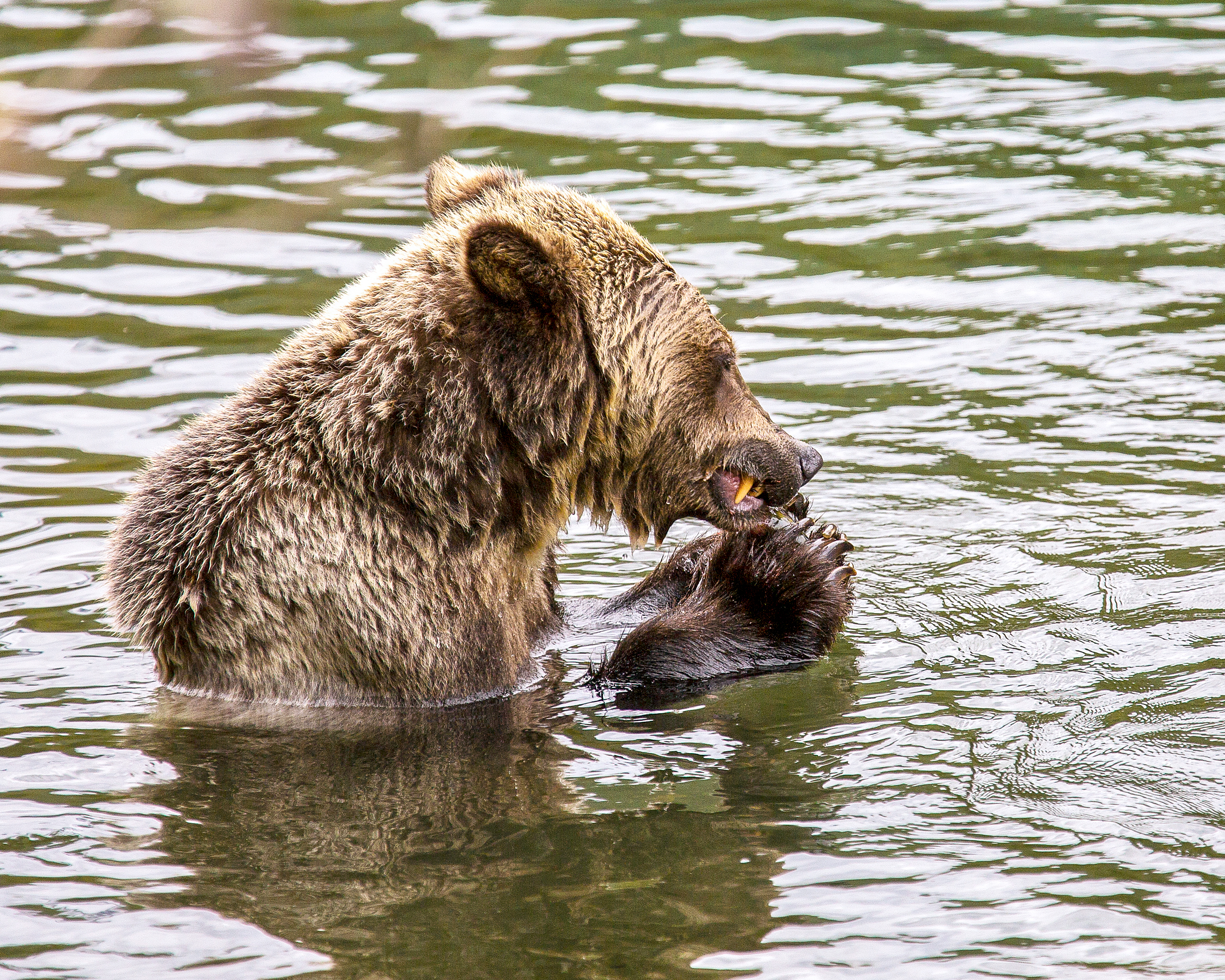 Grizzly Eating Kokanee