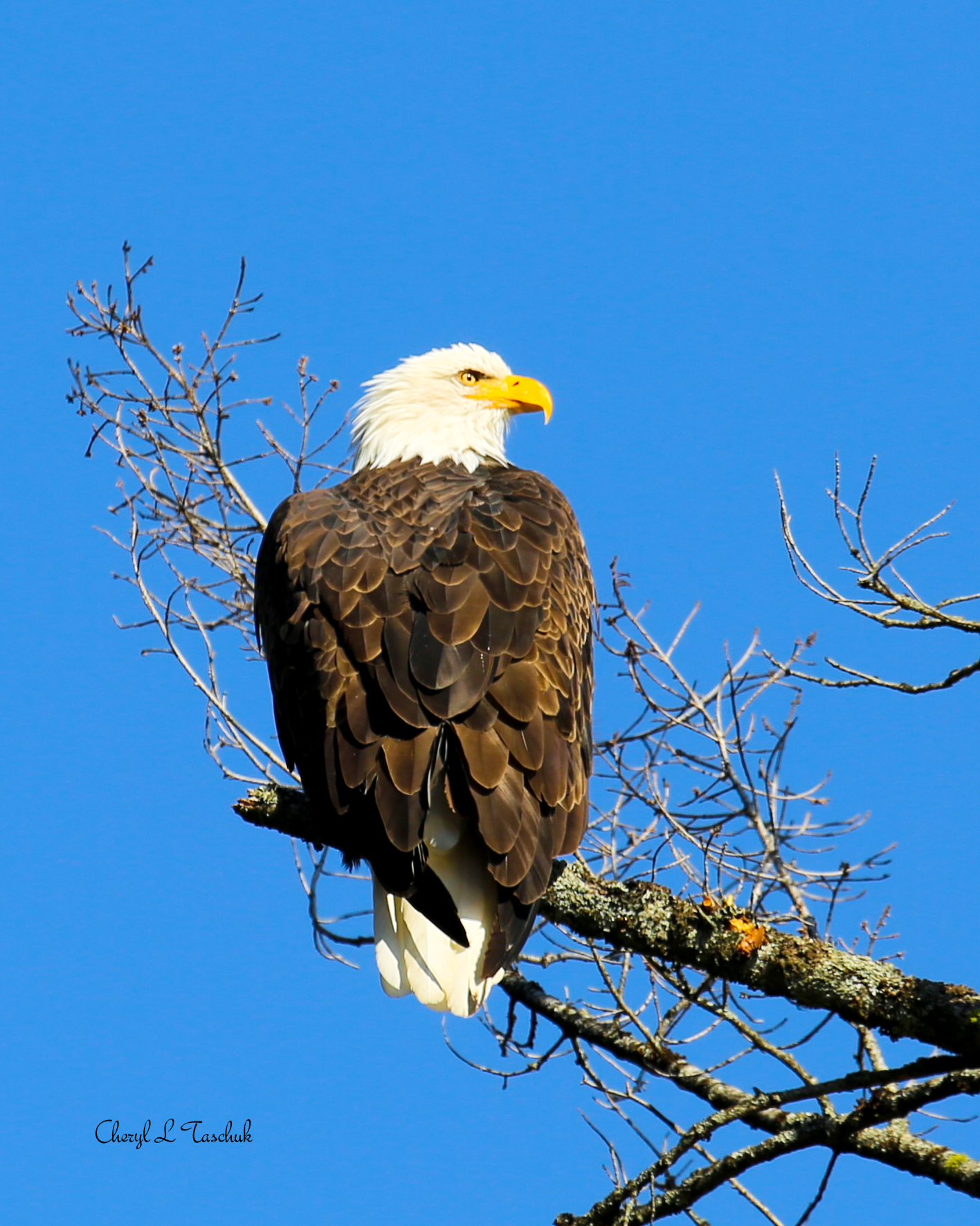 Bald Eagle in Tree 1
