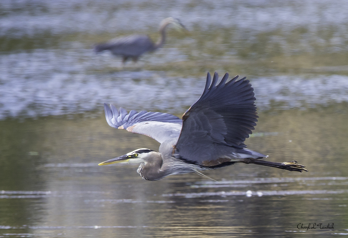 Heron in Flight