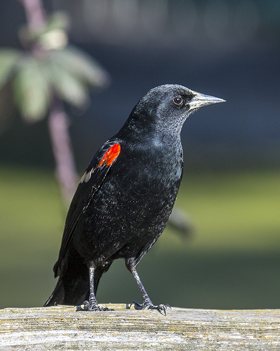 Red Winged Blackbird