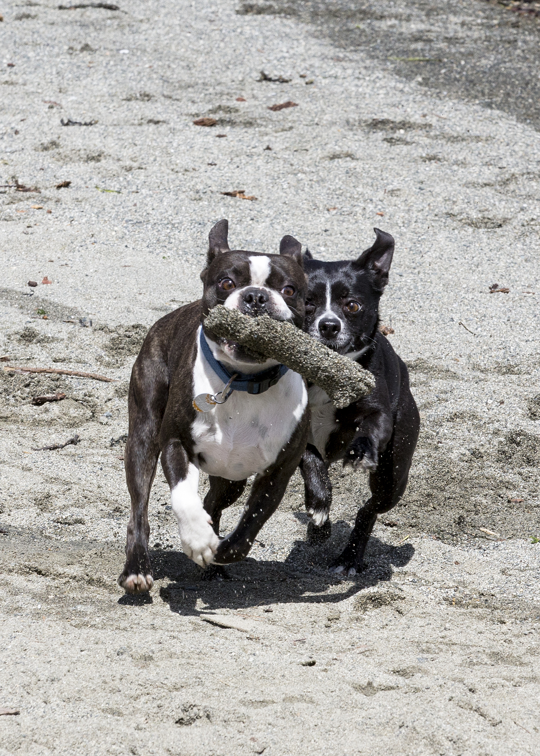 Boston Terrier and Bo Chi