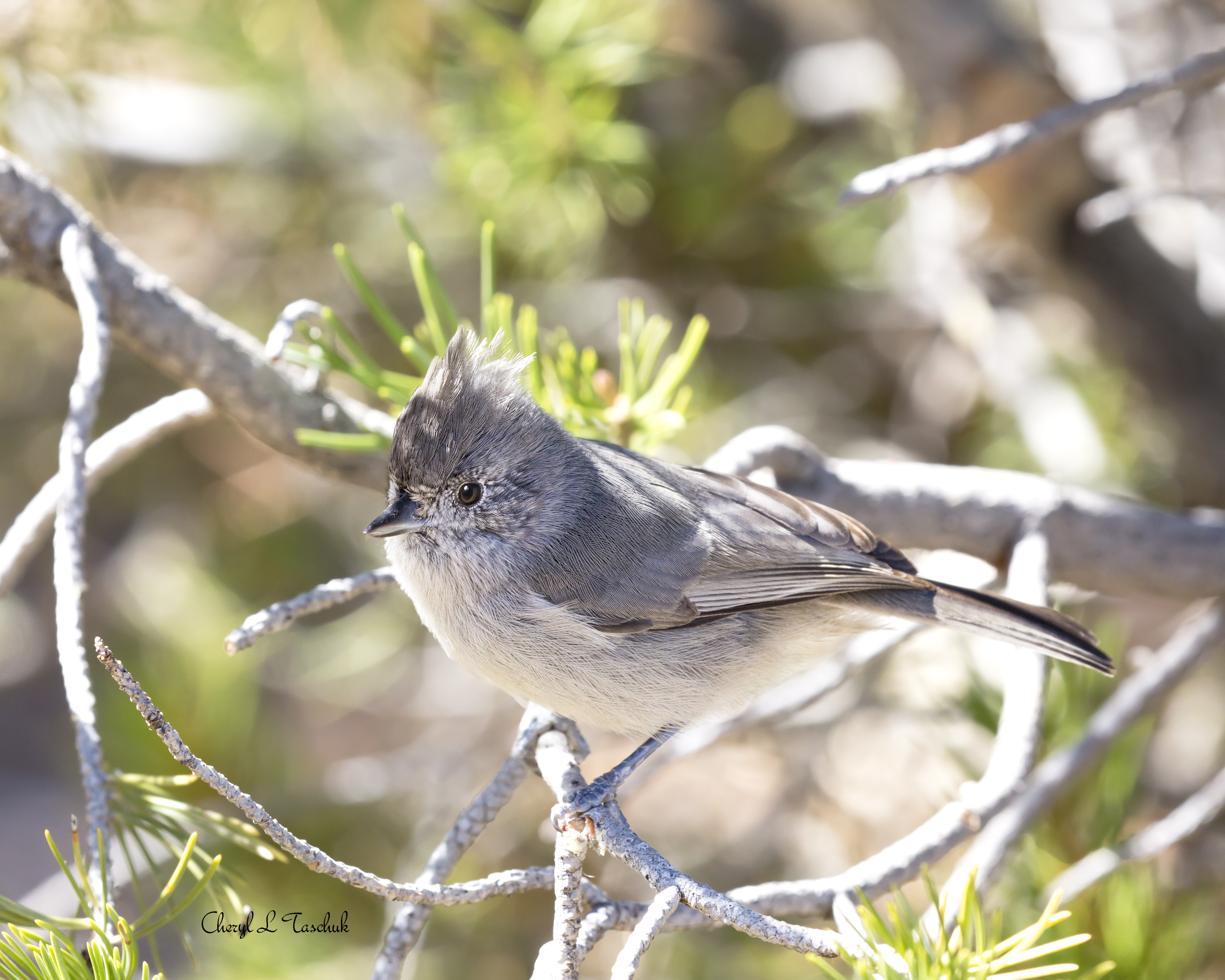 Juniper Tit Mouse in Tree