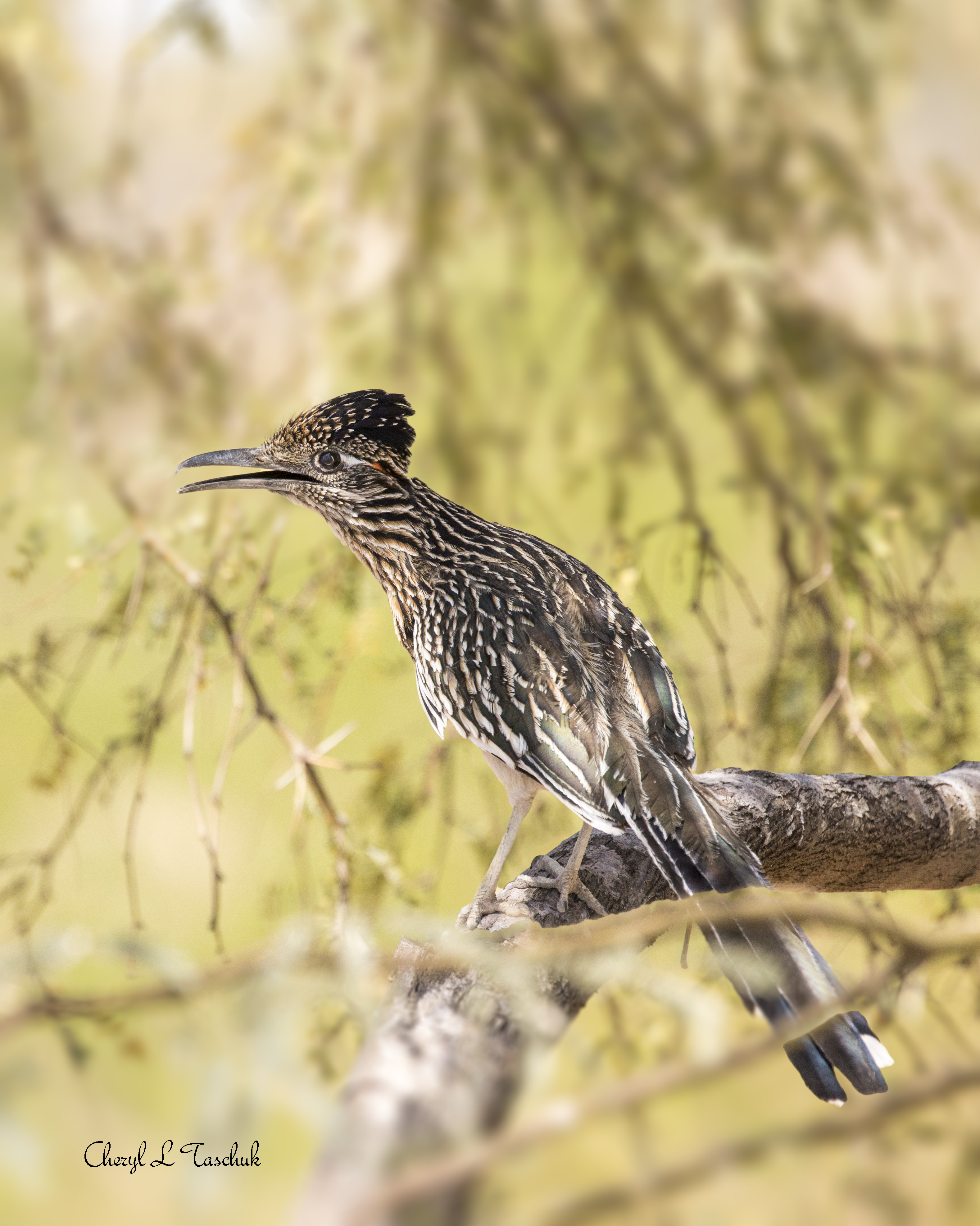 Roadrunner in Tree 2