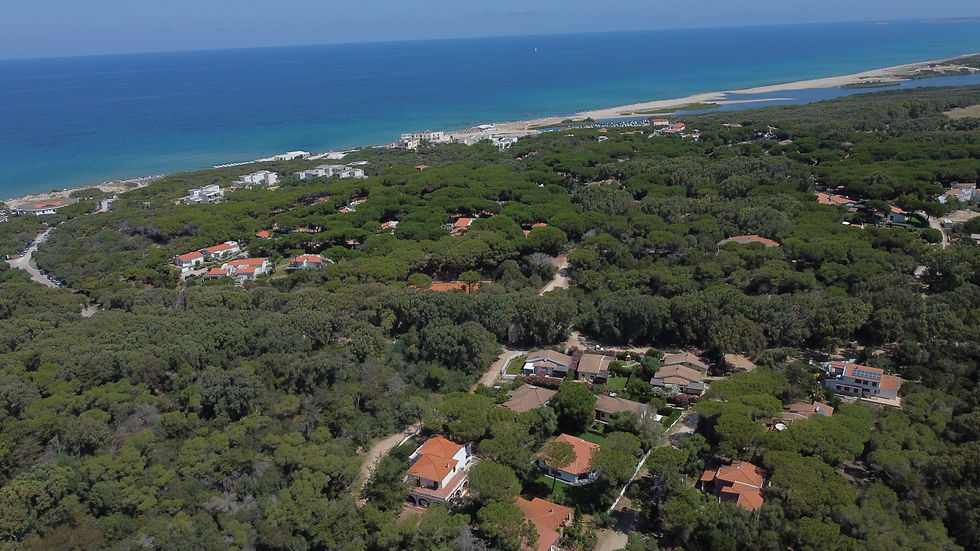 Vue sur la forêt à côté de la maison