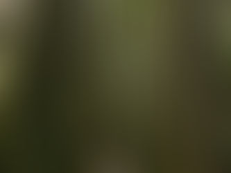 Vows Among the Ancient Groves