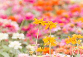 A field of pink, white, and yellow flowers.