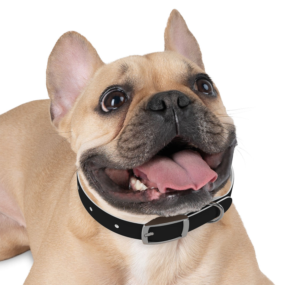 Miniature : Happy French Bulldog with black collar