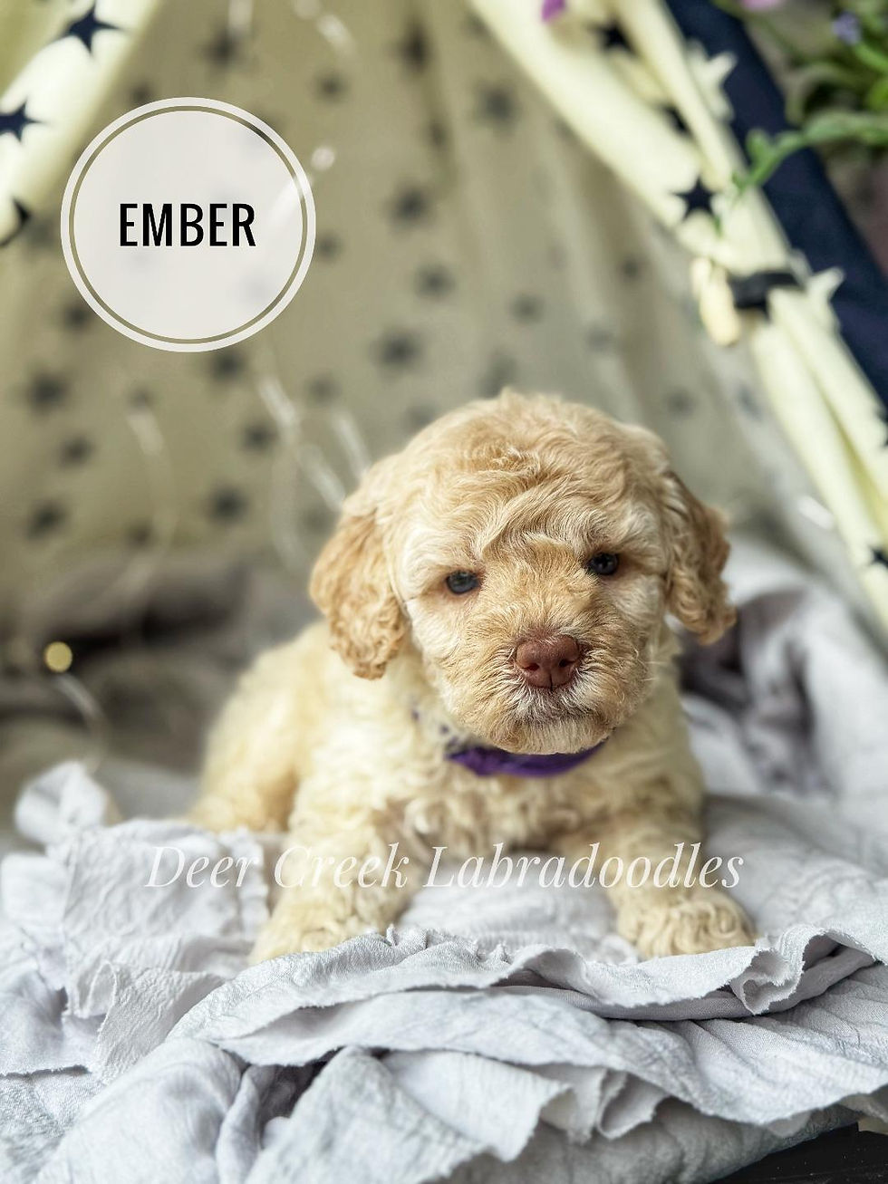 Ember