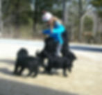 Deer Creek Labradoodles